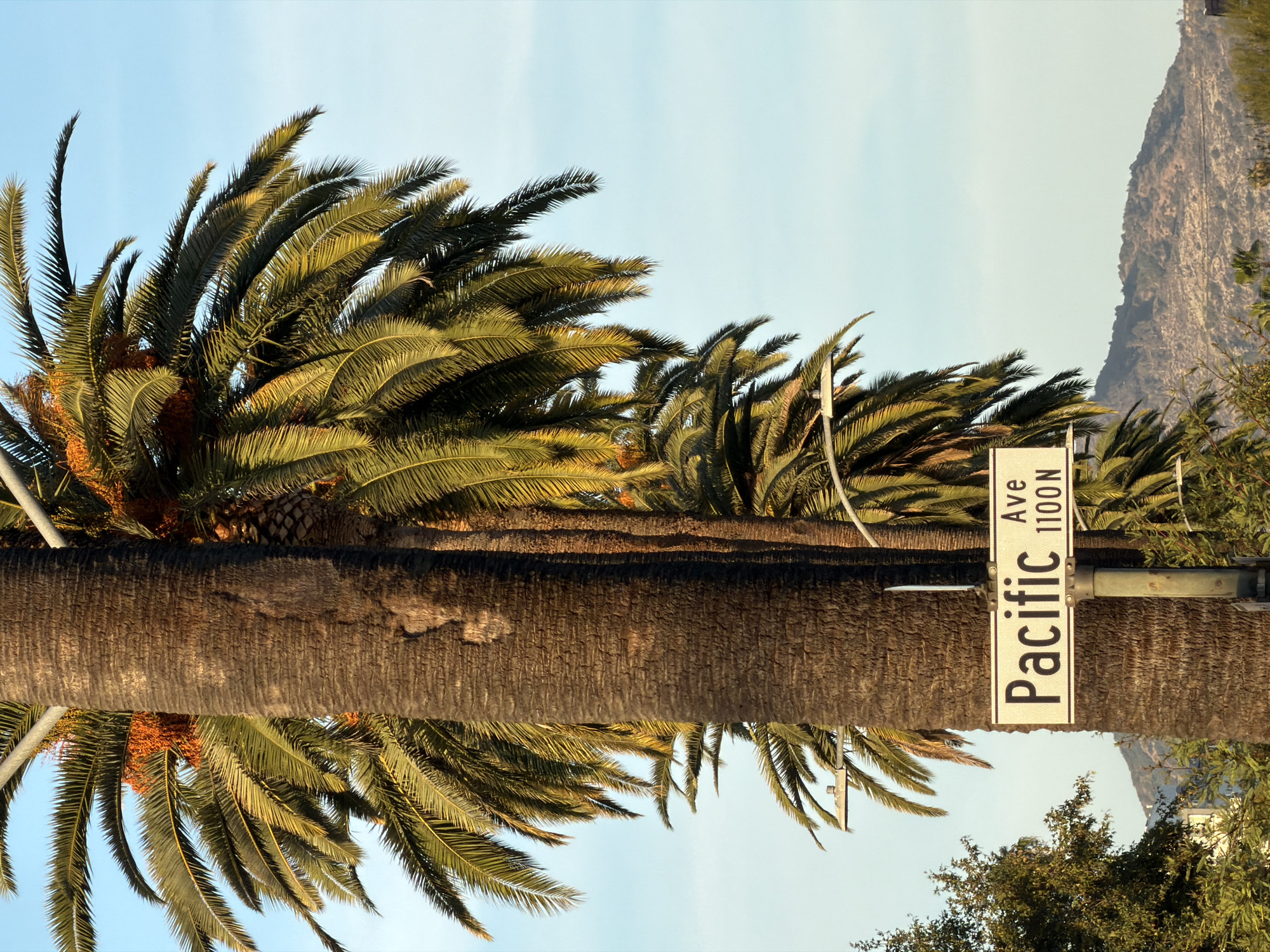 Palm-lined Pacific Avenue documented in early morning Glendale scene