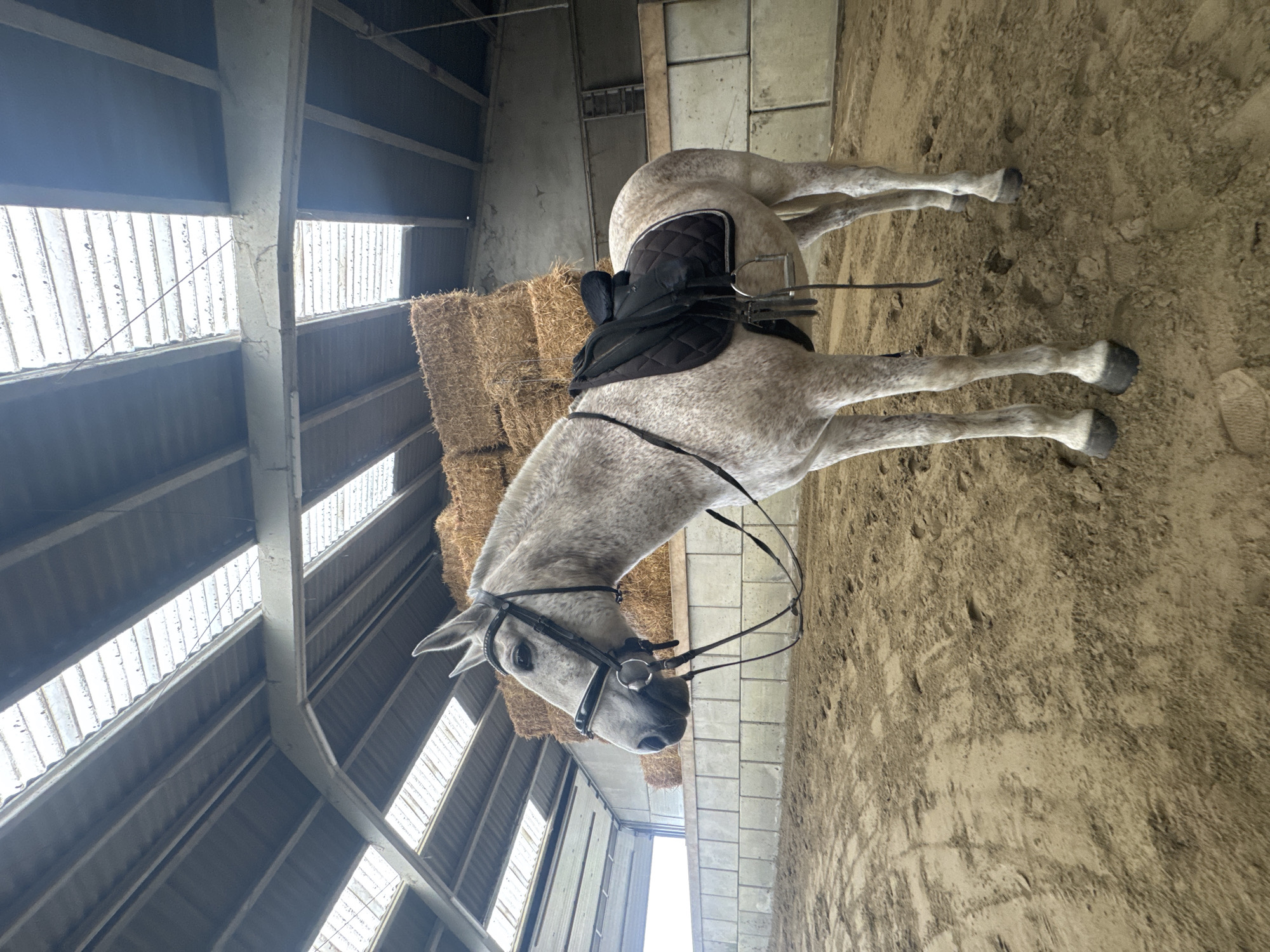 Saddled gray horse stands quietly in Belgian riding arena