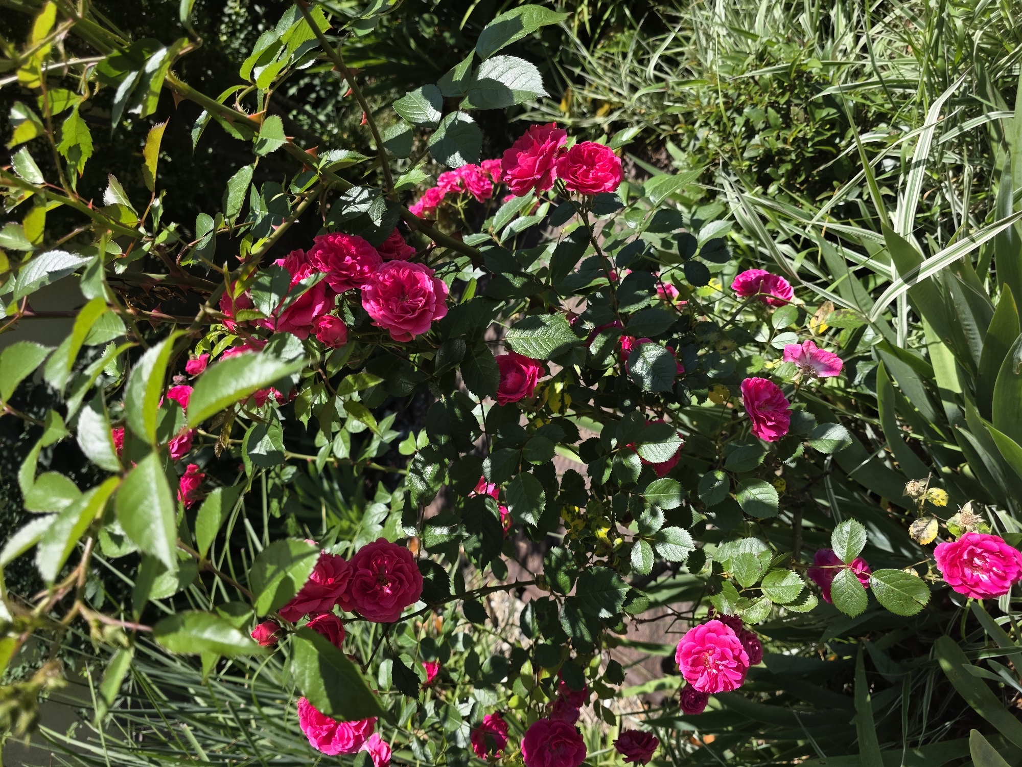 Morning botanical walk documented through sunny Sochi streets