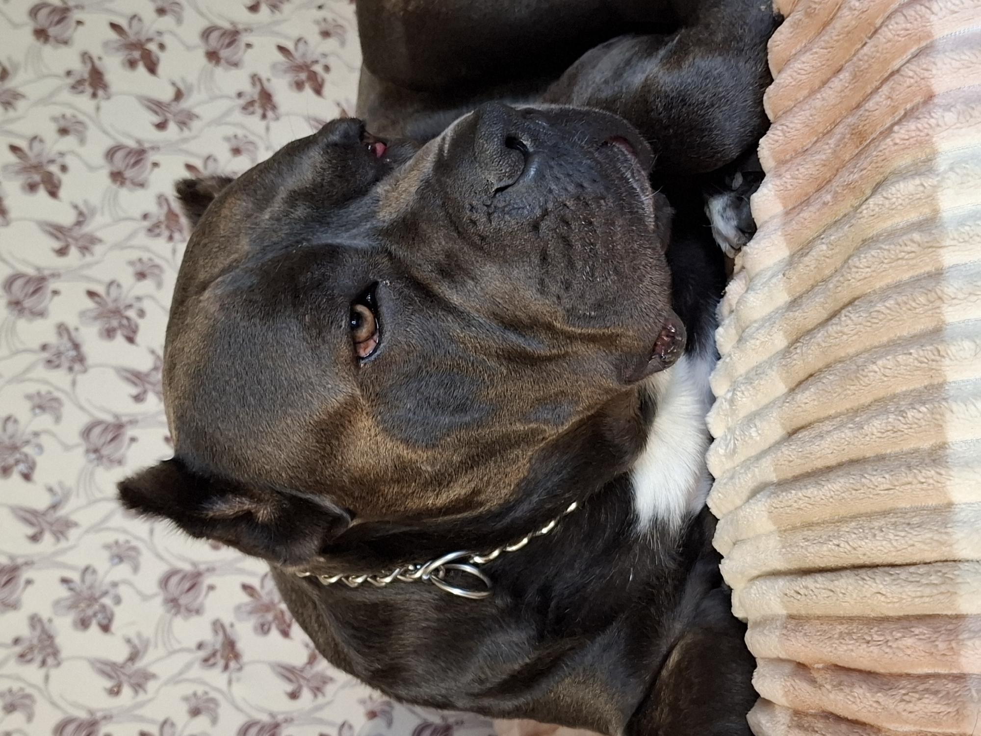 Lazy morning at home: dog napping, coffee brewing, garden after rain