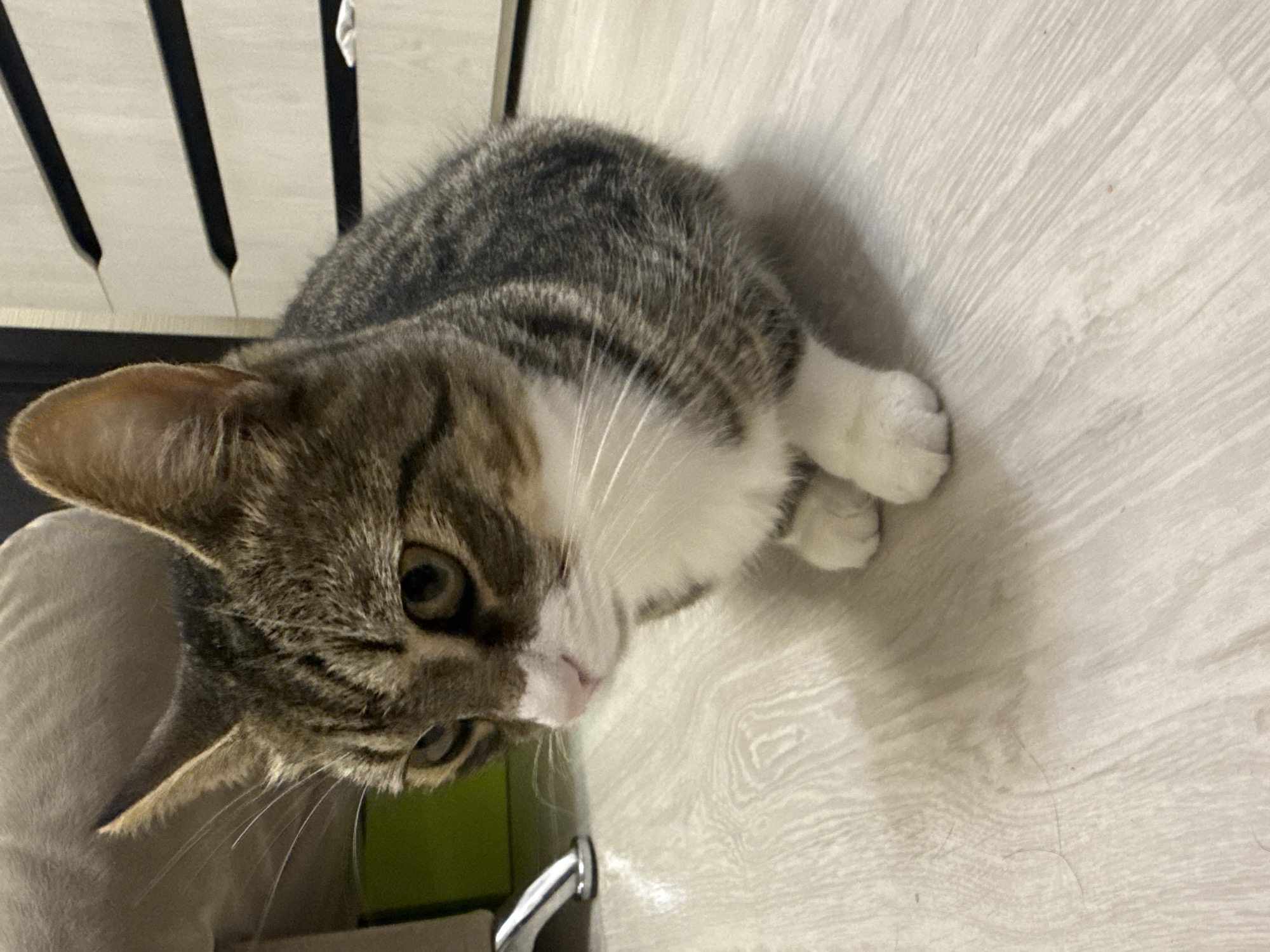 Tabby cat chilling on a floor in Simferopol