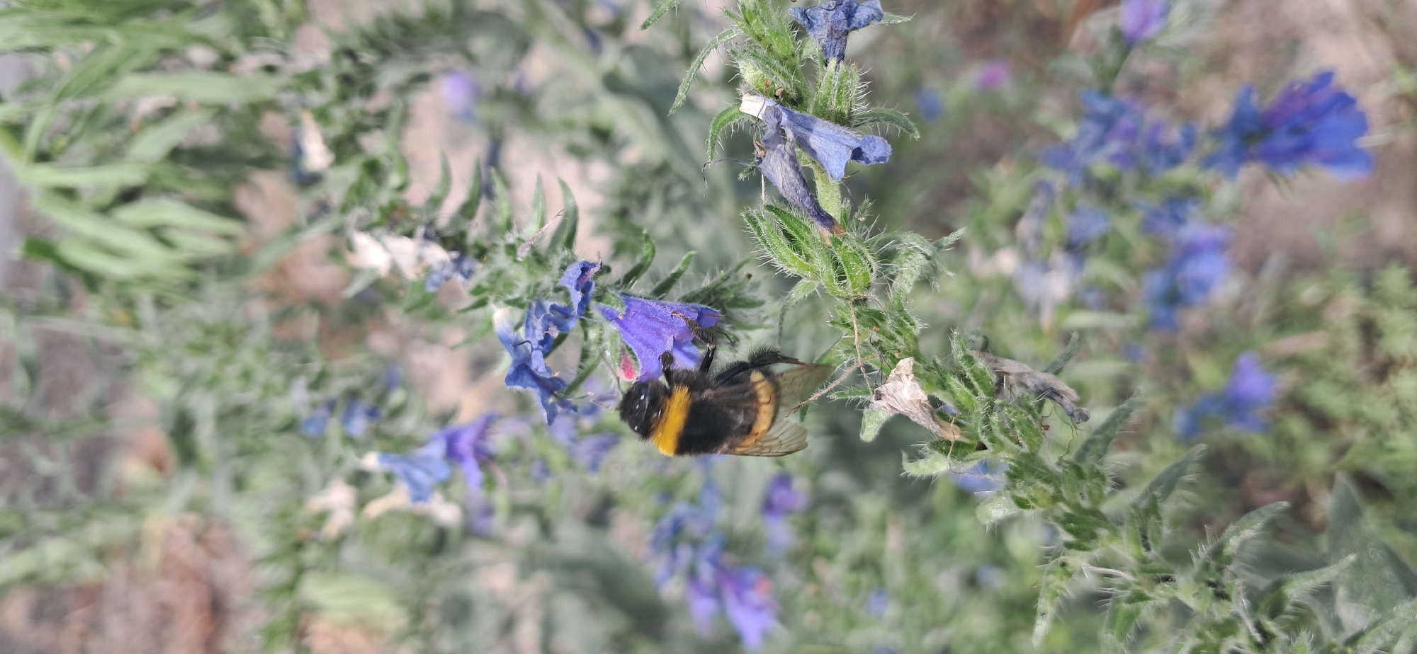 Bumblebees, a snail, and summer street life in Horishni Plavni
