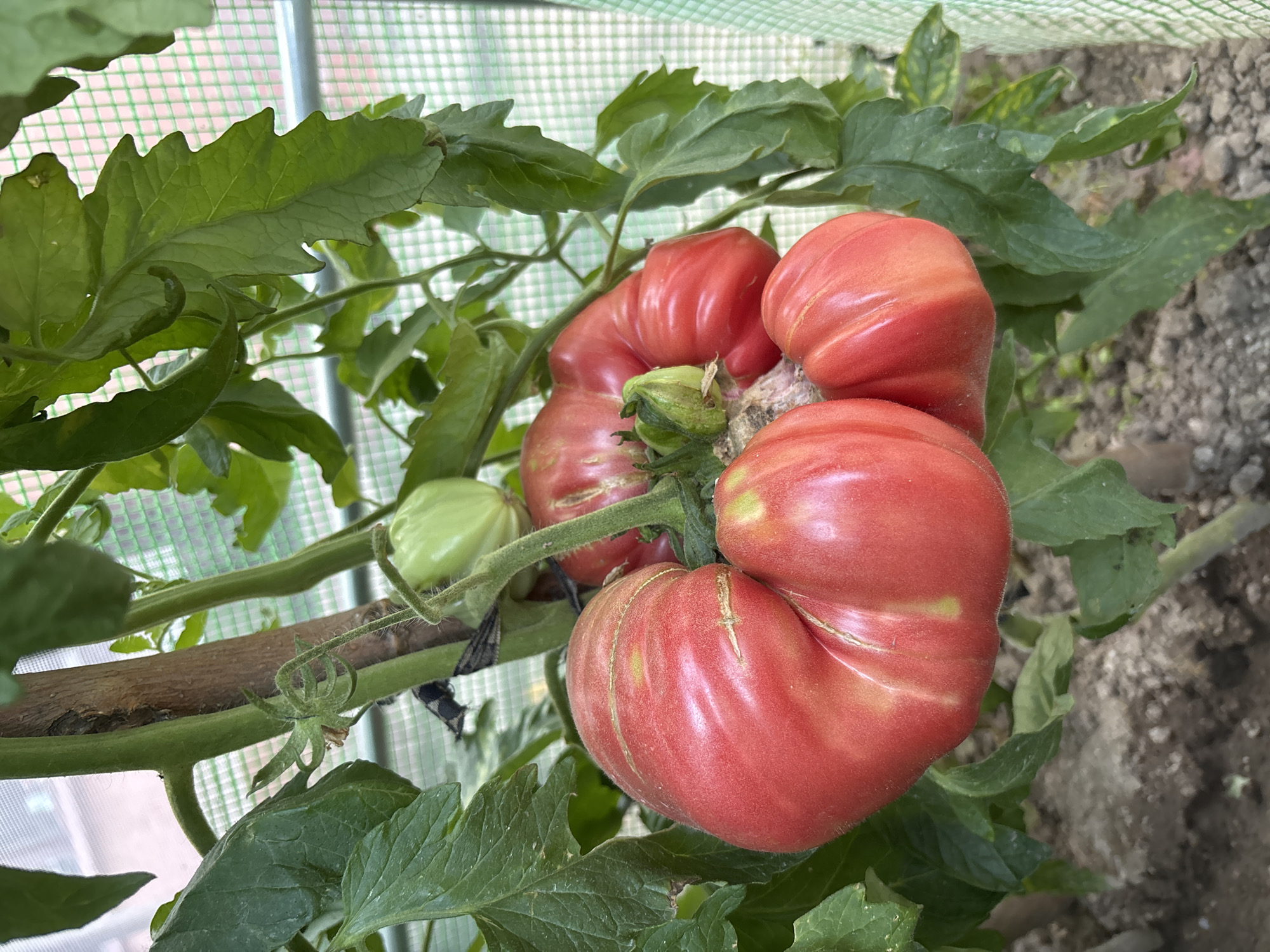 Ripe heirloom tomatoes on the vine in a Svilengrad greenhouse
