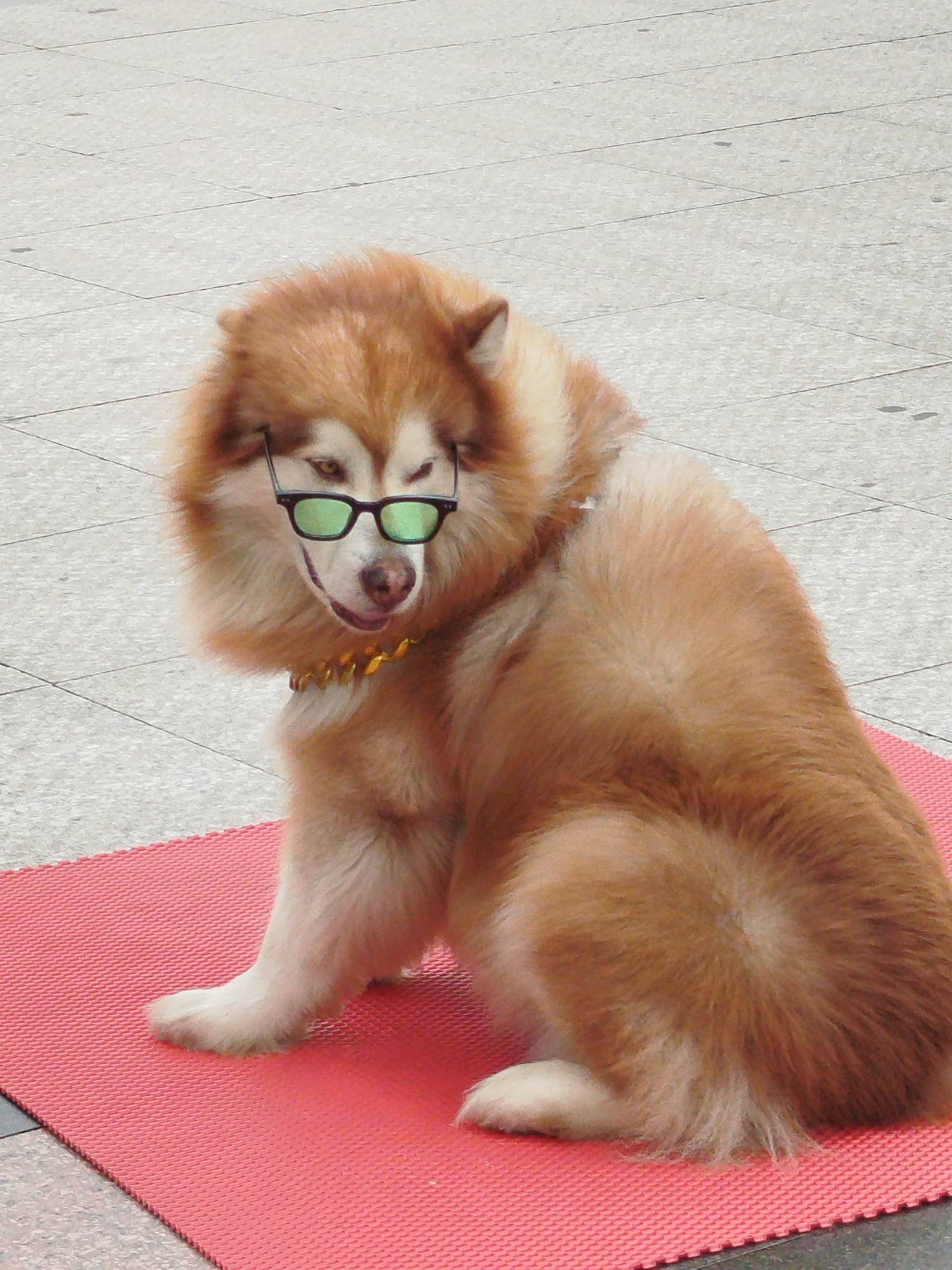Dogs in sunglasses steal the show at Da Lat plaza