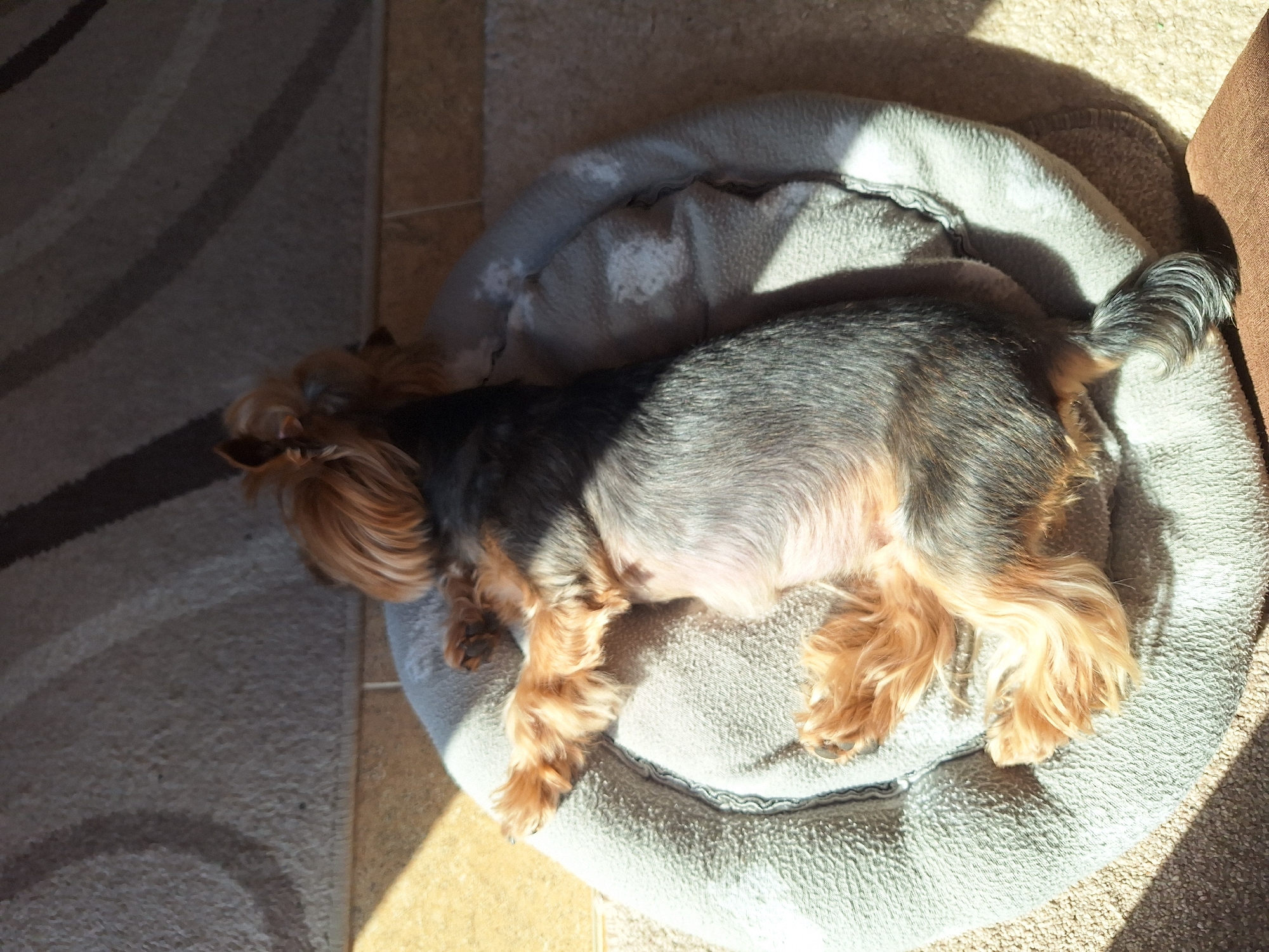 Yorkshire Terrier rests on dog bed in Montana, Bulgaria