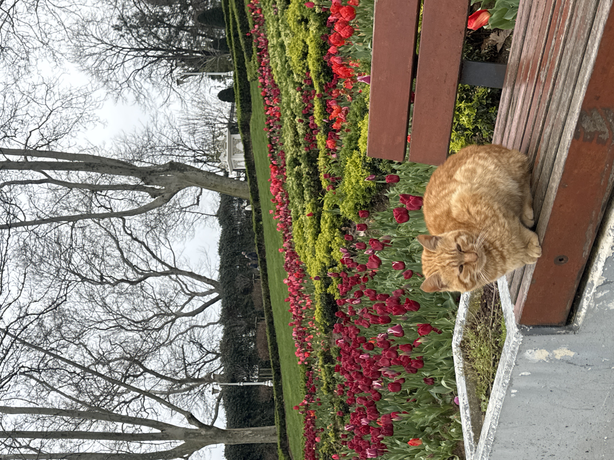 Spring day brings visitors to Istanbul's blooming parks