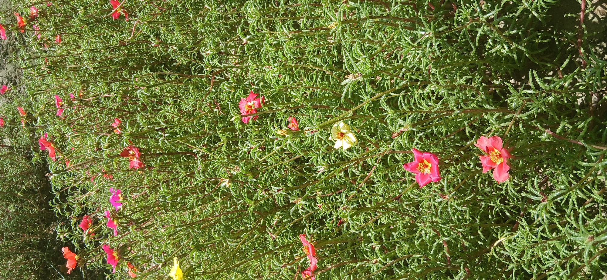 Everyday goods and garden blooms in Andijan, Uzbekistan