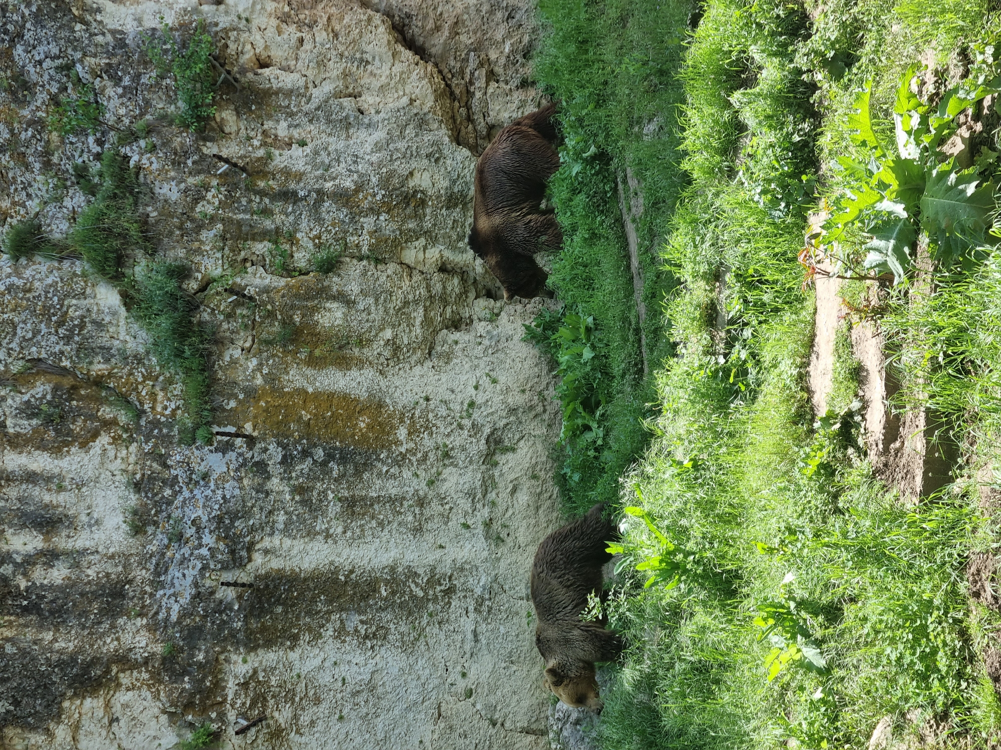 Brown bears observed at Pleven zoo enclosure