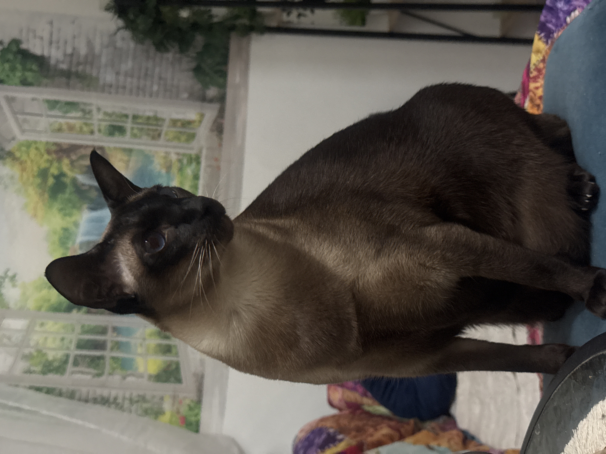 Multiple cats photographed indoors in Ramat Gan residence