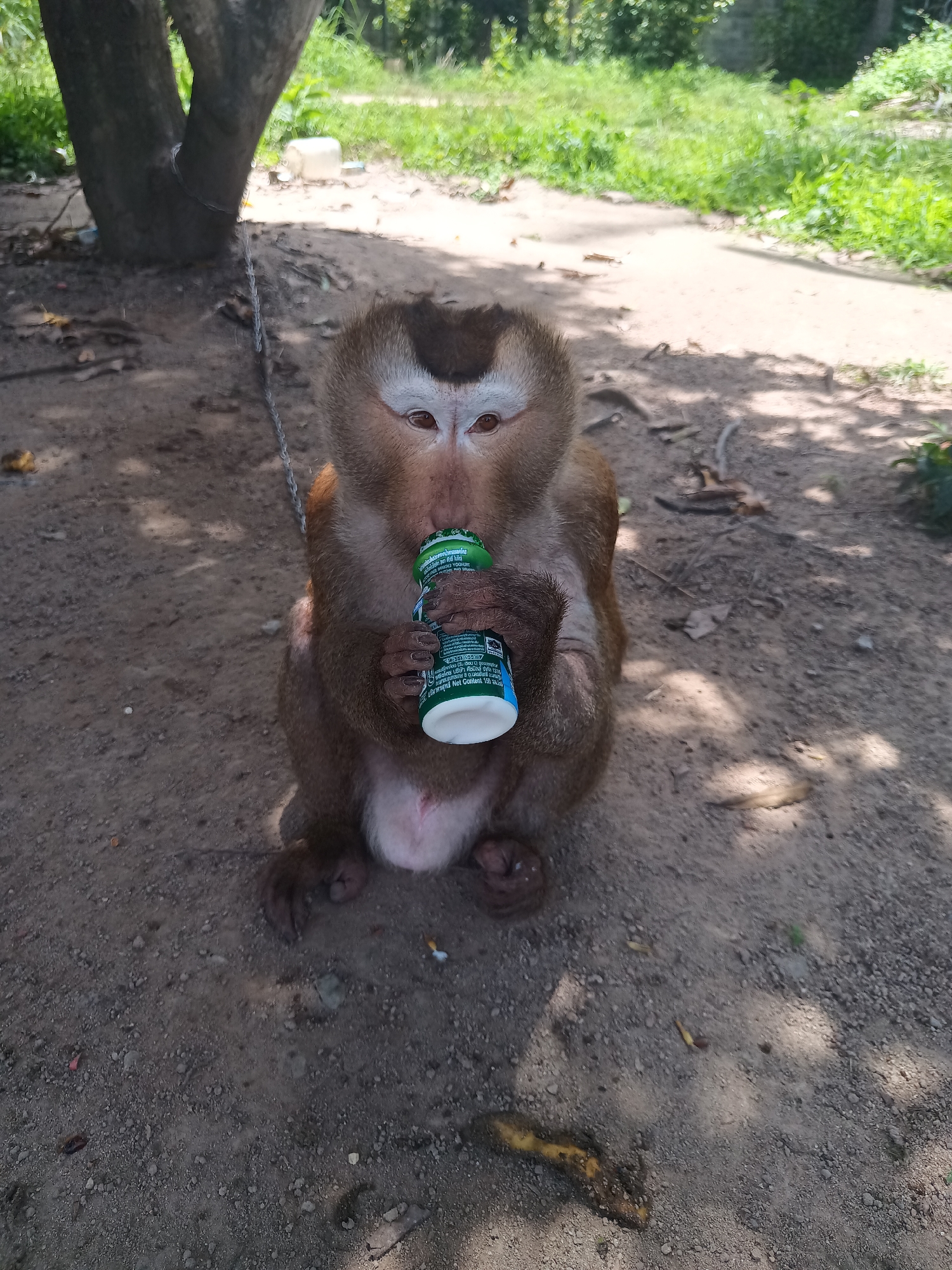 Chained monkey shares meal with rooster in Koh Phangan