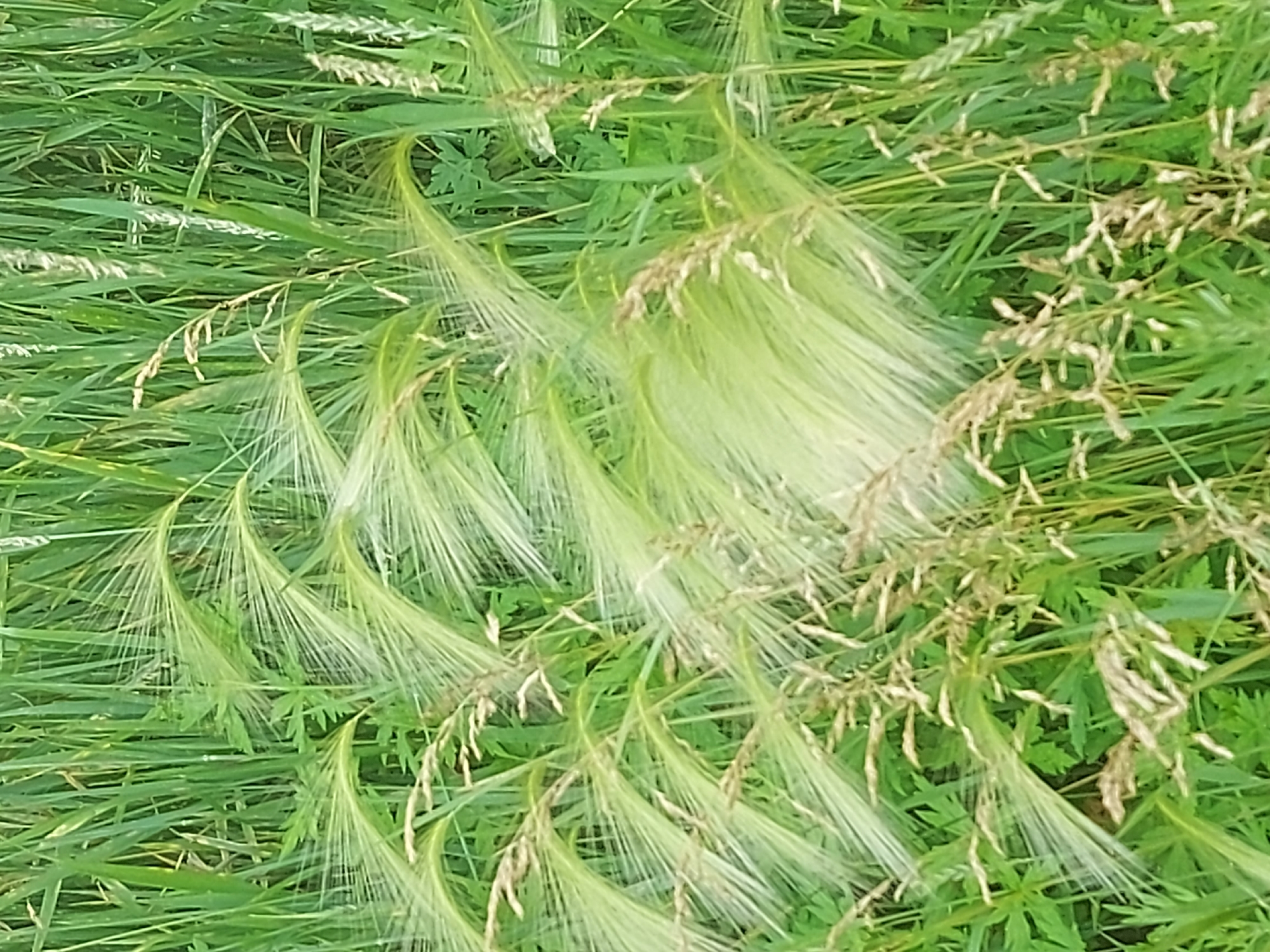 Summer wildflowers and grasses in a Belogorsk field