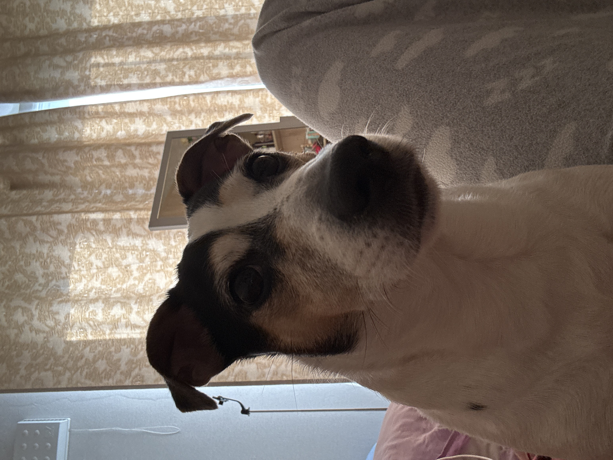 Indoor photo session with Jack Russell Terrier in Vsevolozhsk