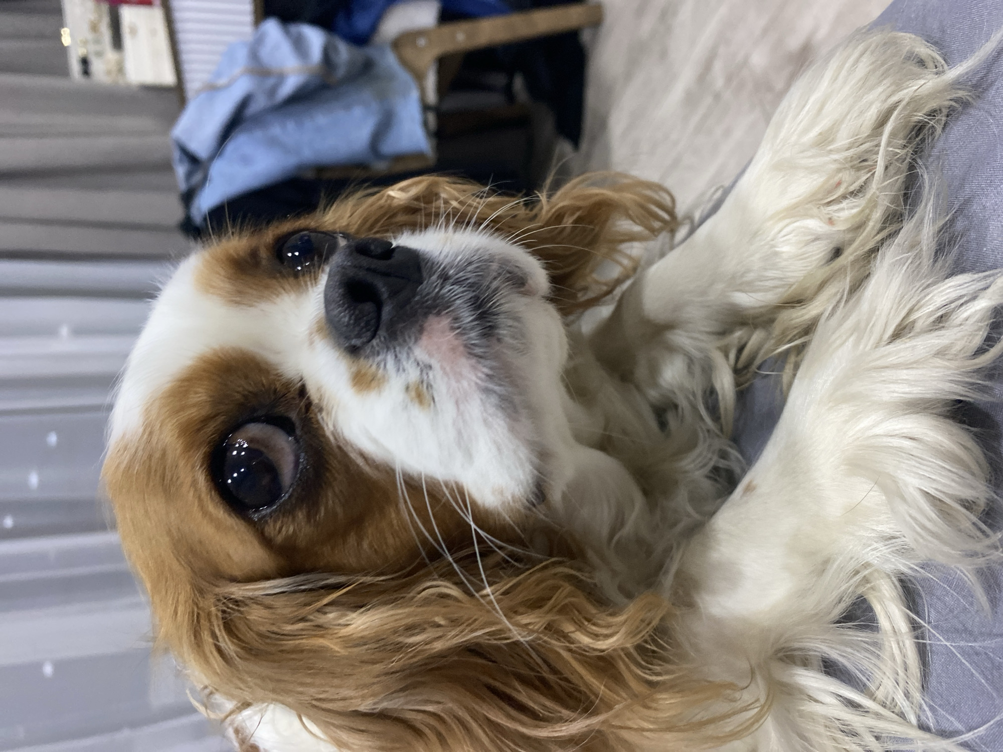 Cavalier King Charles Spaniel portraits alongside a city at dusk