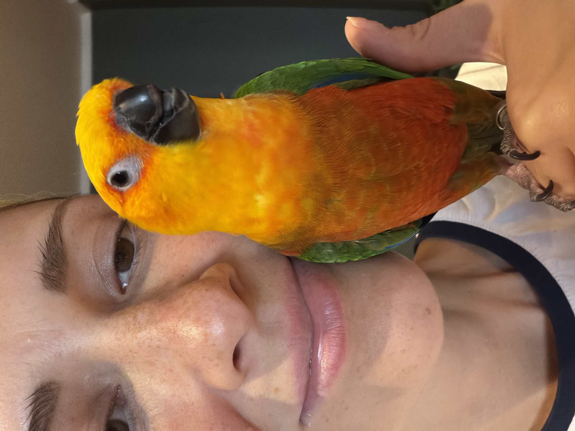 Sun conure parrot and stuffed animal collection, Khimki afternoon