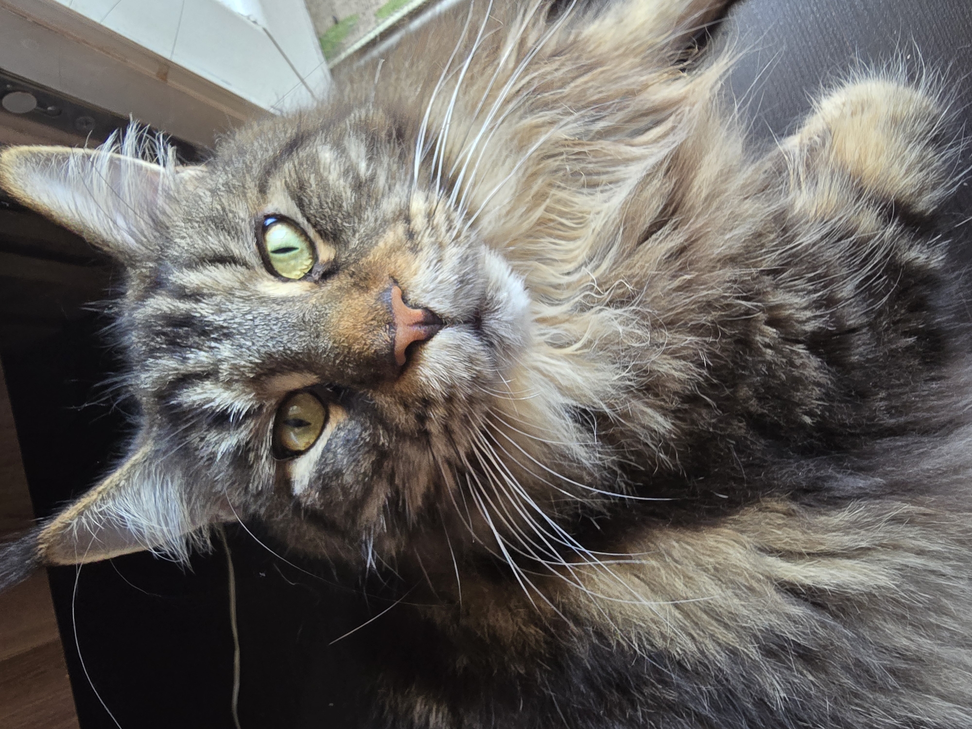 Cats photographed in various indoor poses over 48-minute span