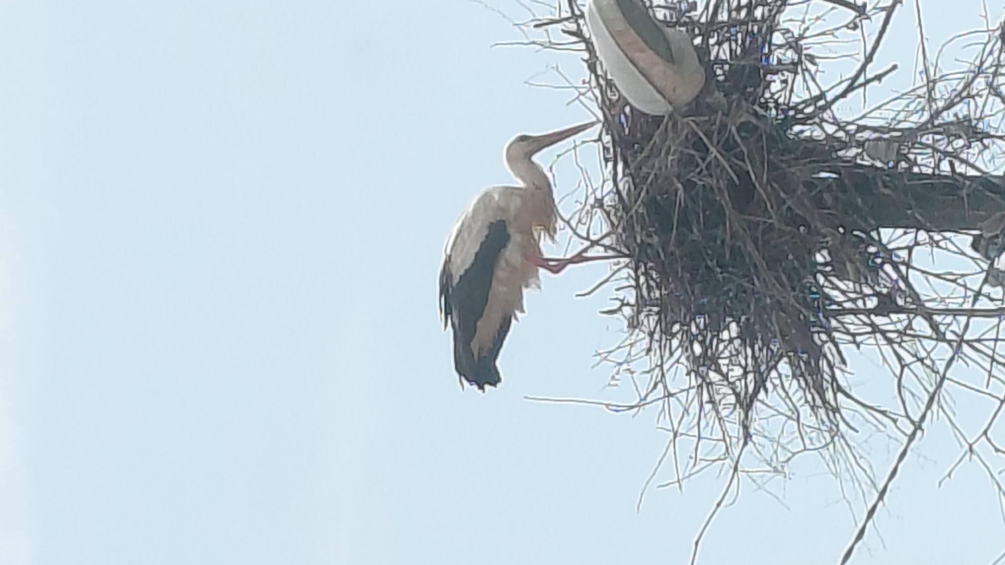 Storks observed at utility pole nest during morning hours