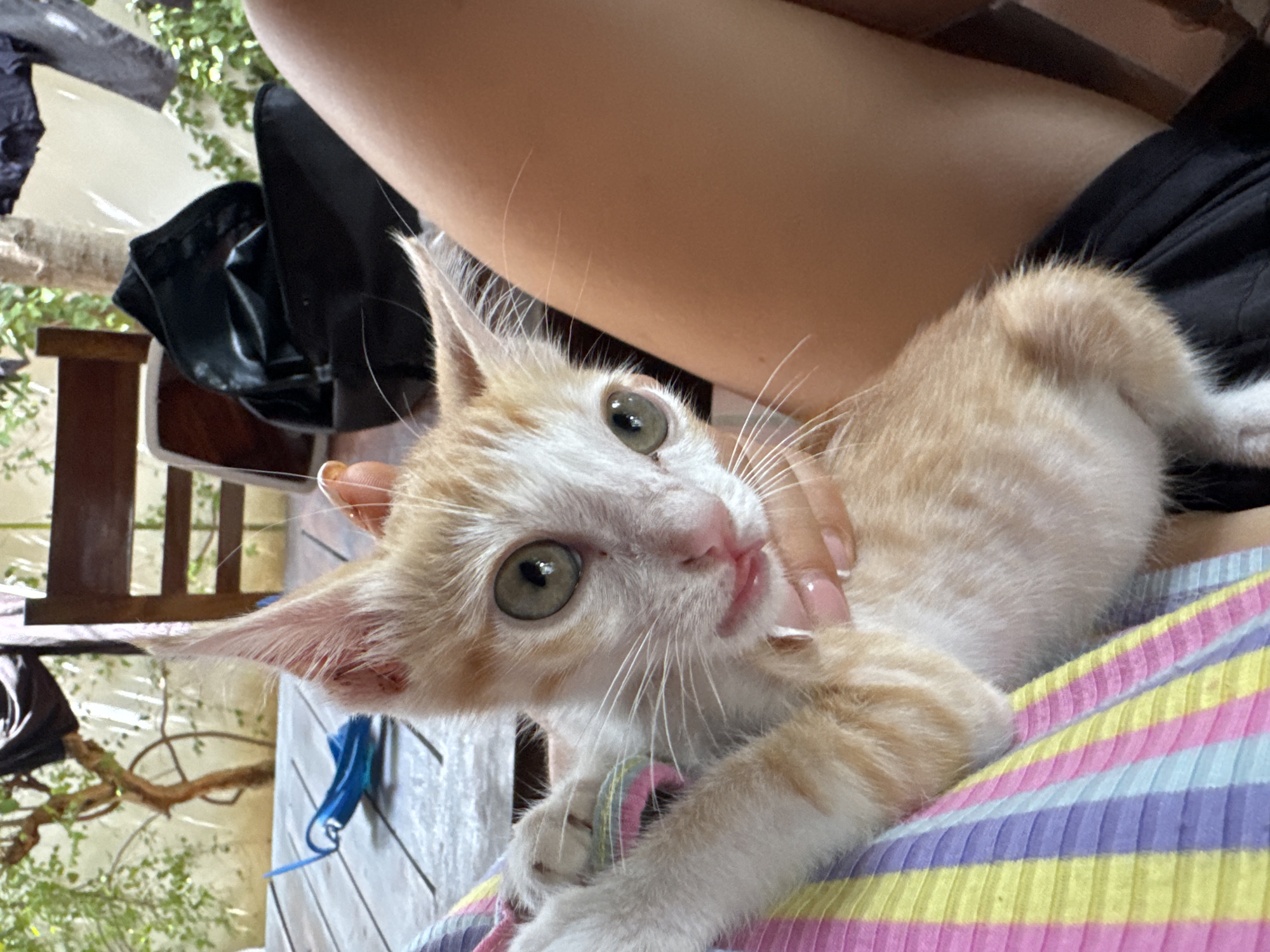 Lazy morning in Mũi Né with kittens, juice, and UNO