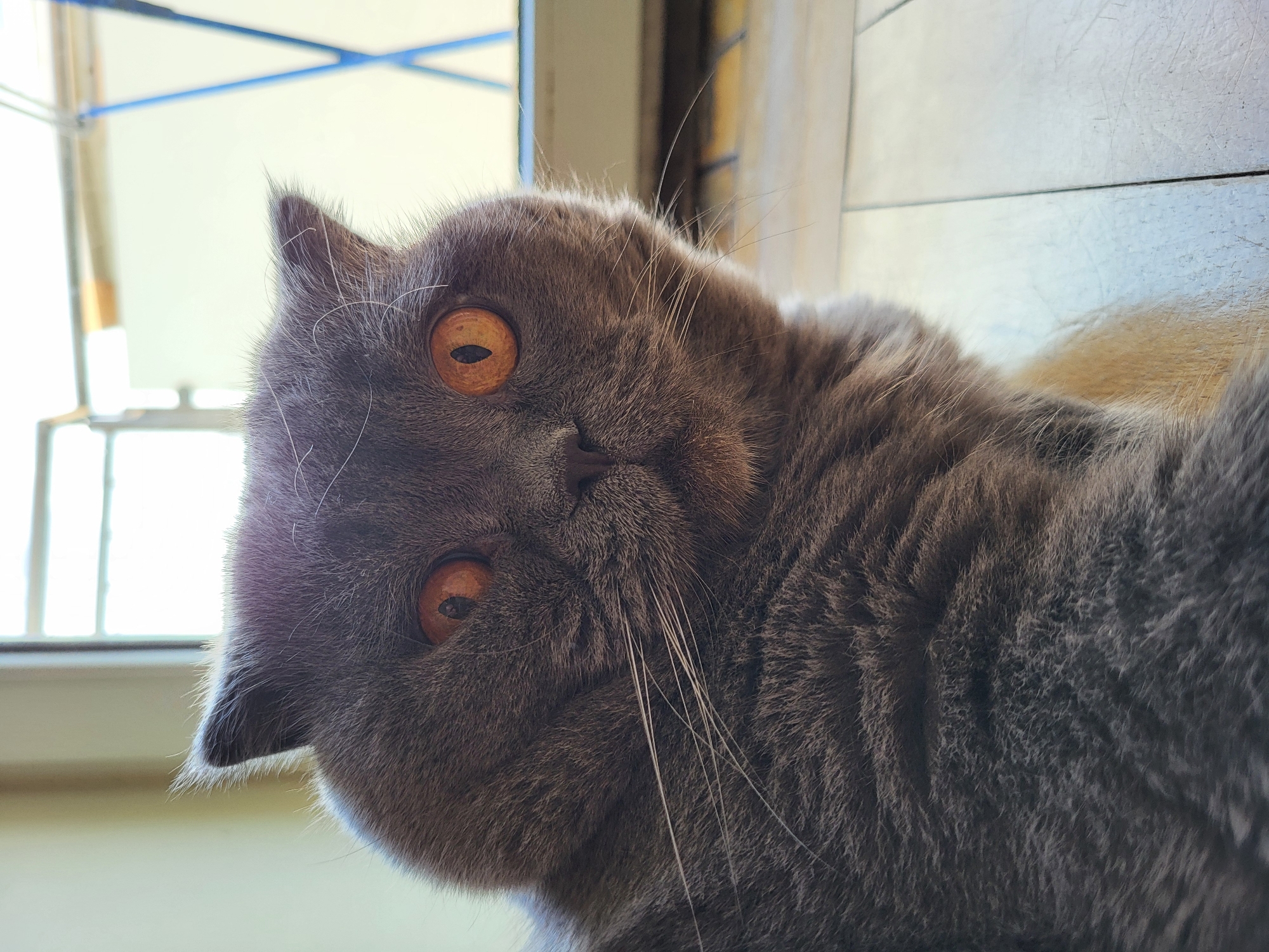 Grey cat portraits and urban scenes documented across 90 minutes