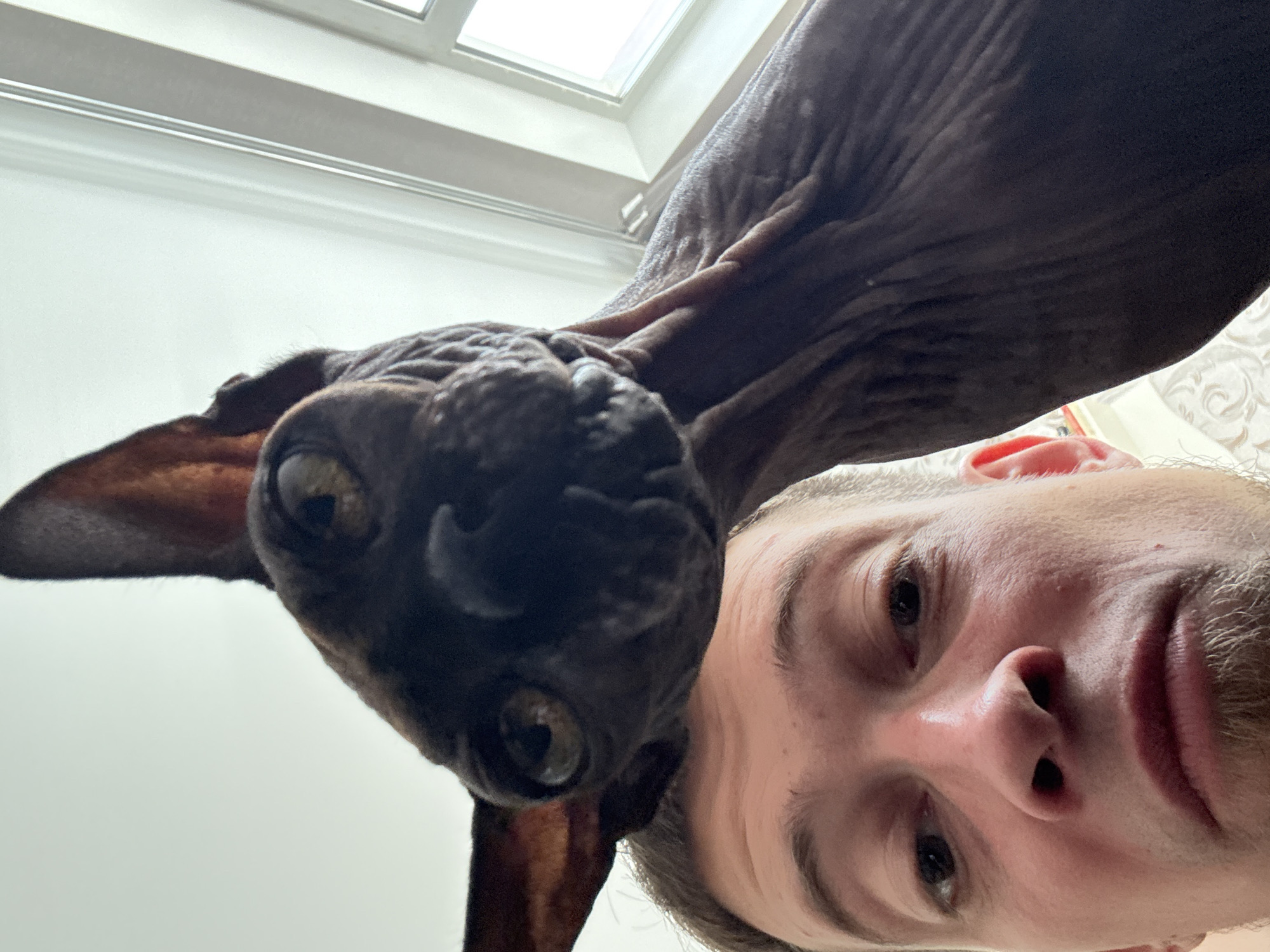 Lazy morning at home in Saratov with a Sphynx cat