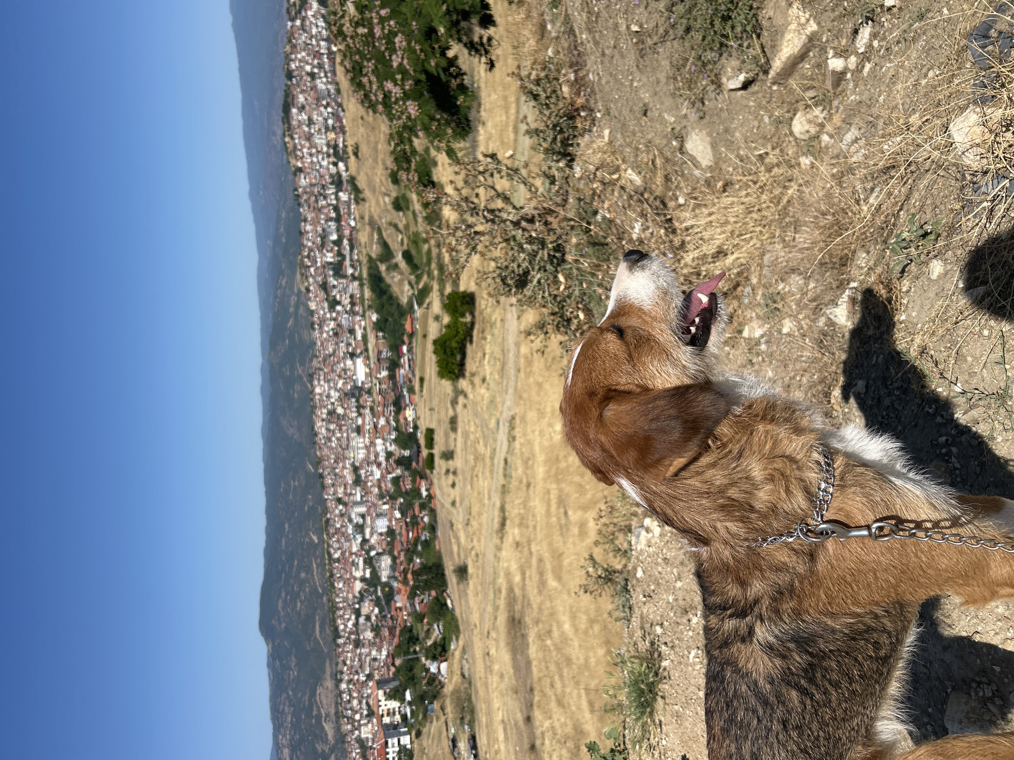 Chained dog on dry grass, Sandanski summer heat