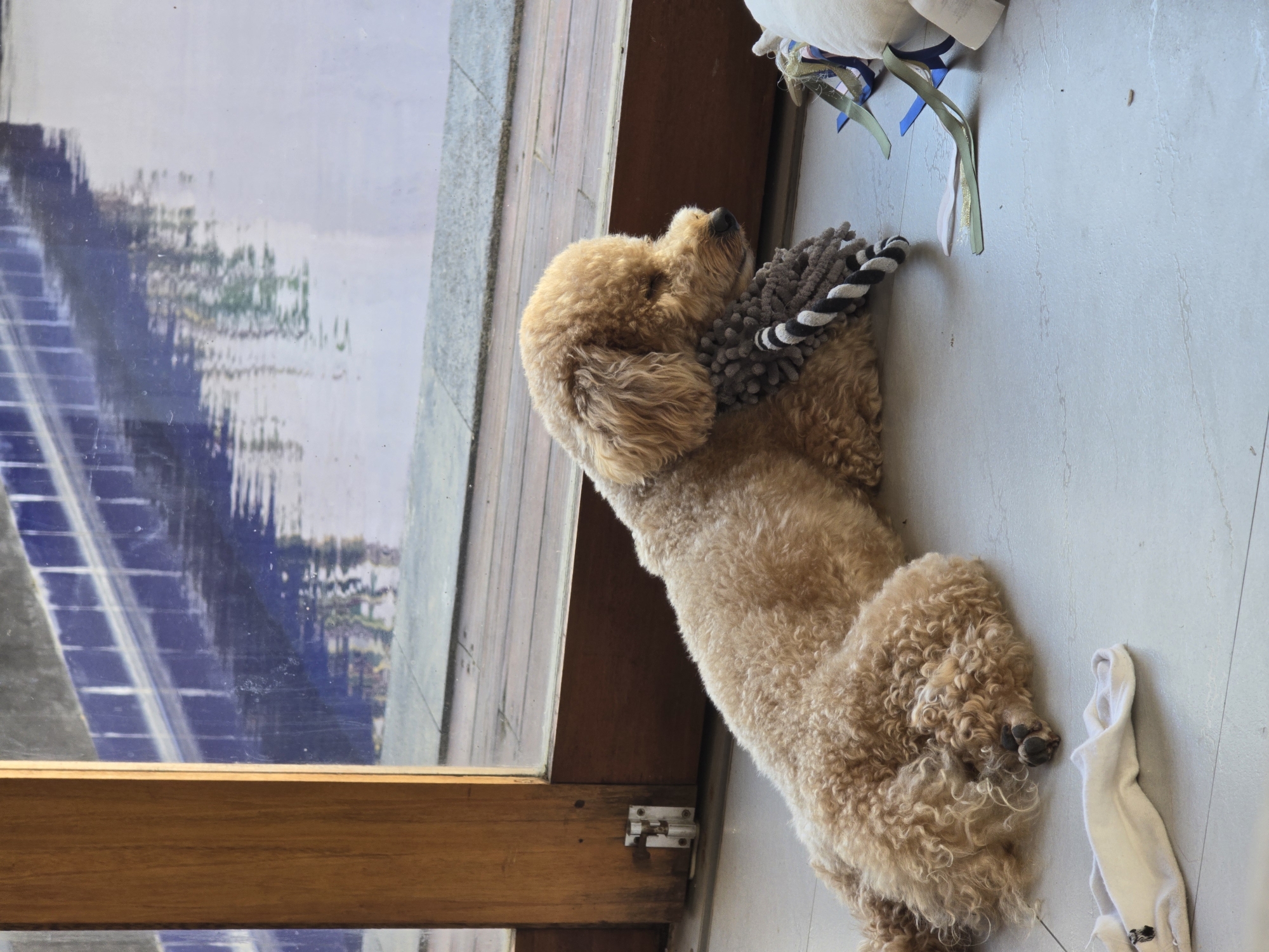 Poodle plays with toys on floor in North Kuta