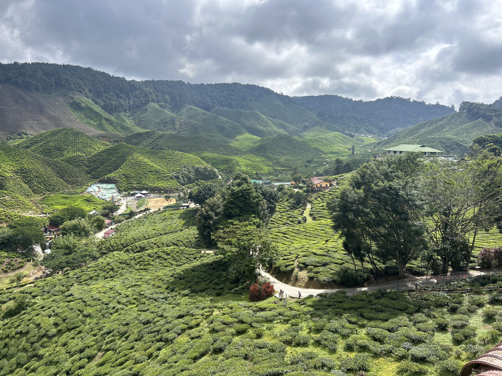 Cameron Highlands morning: tea fields, strawberries, and market scenes