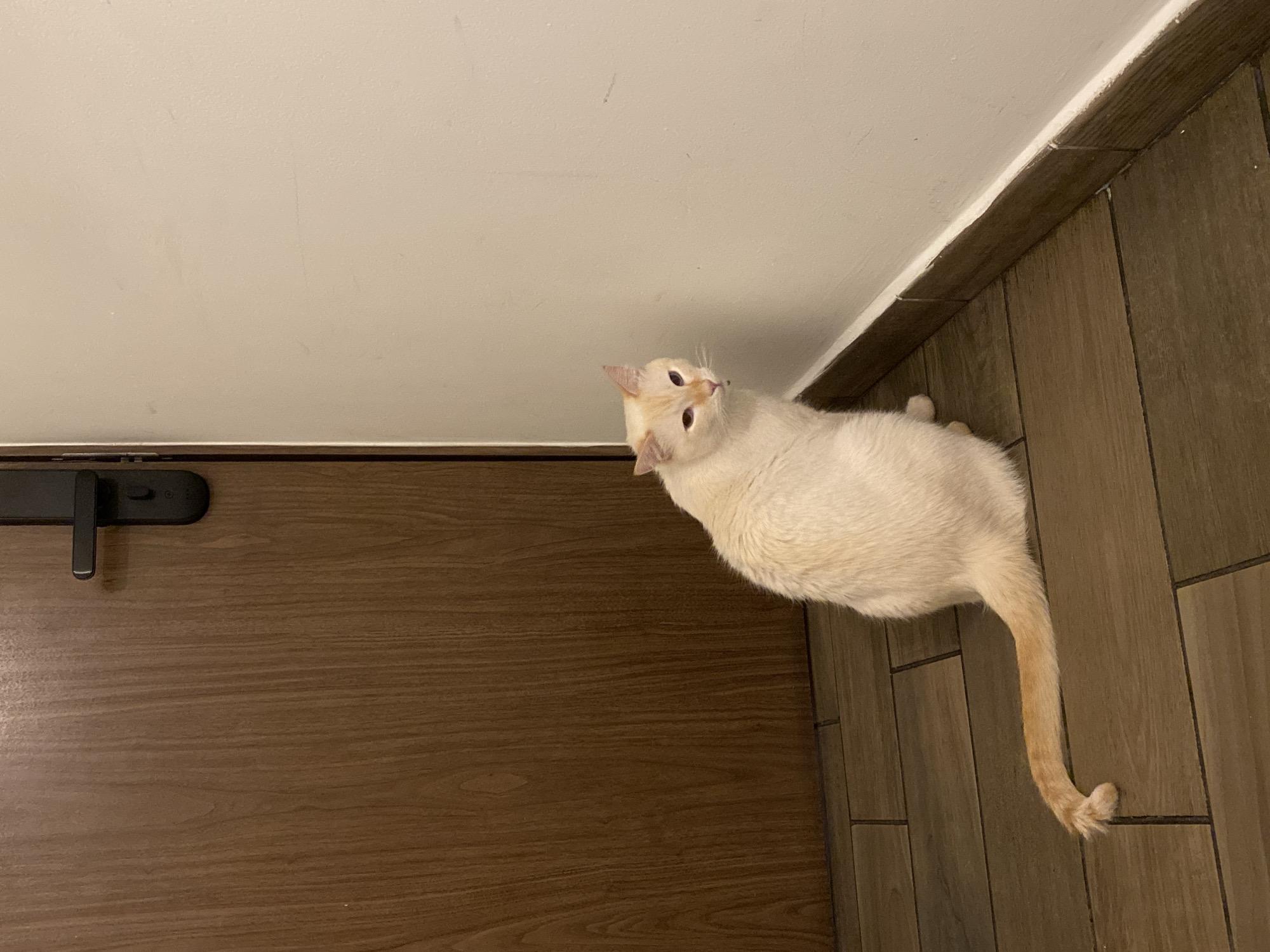 Siamese cat with orange markings observed in residential setting