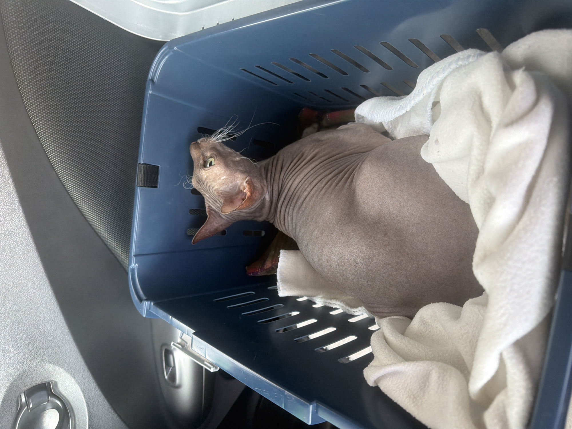 Hairless cat in carrier on passenger seat, Izhevsk