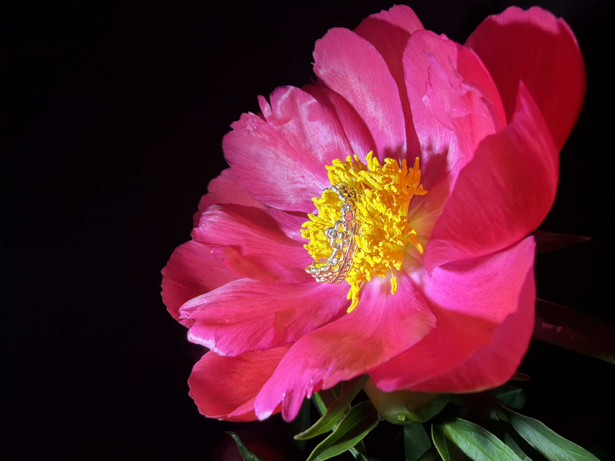 Photographer documents peony flowers and gold ring in Chaikovsky