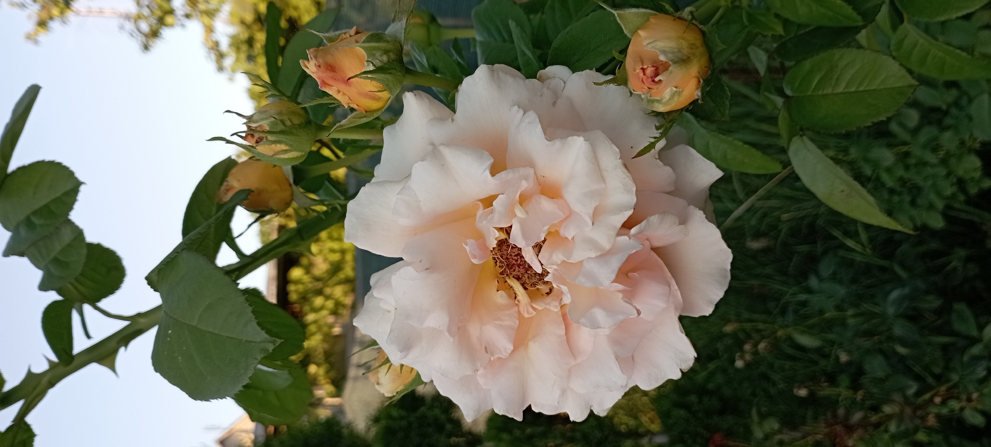 Close-up garden shots of roses, wisteria, orchids, and hydrangeas