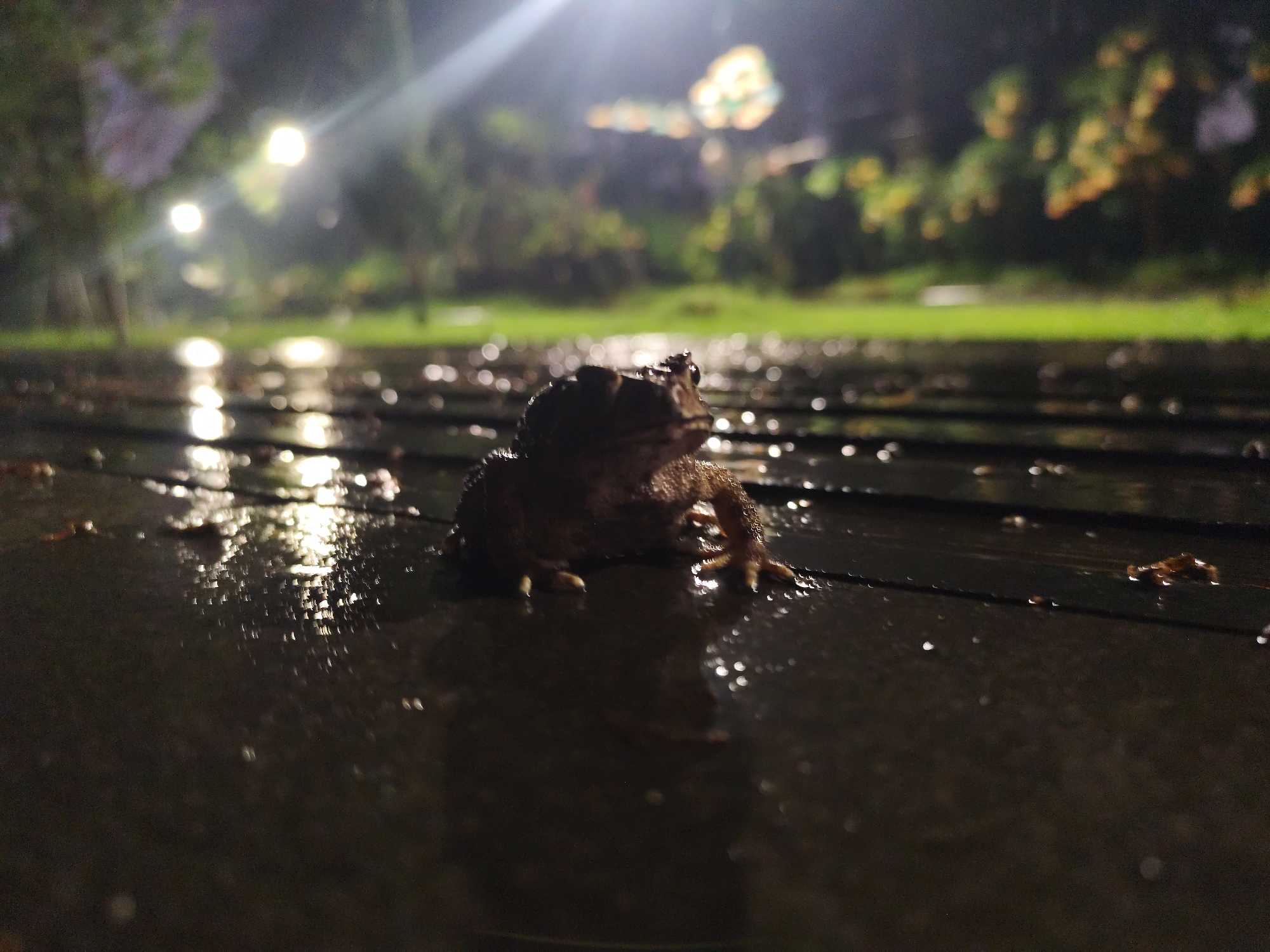 Toad sits on wet wooden deck during rainy night in Da Lat