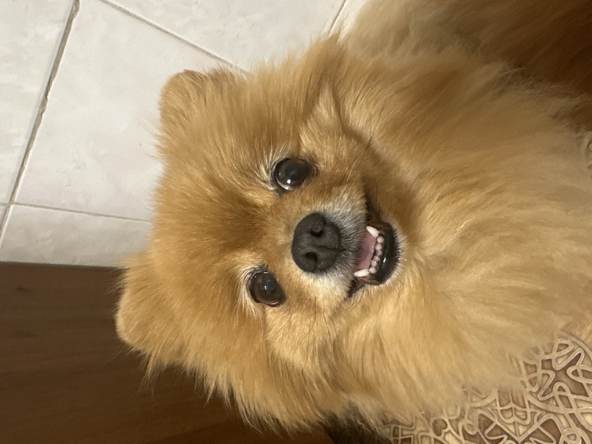 Pomeranian dog photographed during feeding time in Tuymazy, Russia