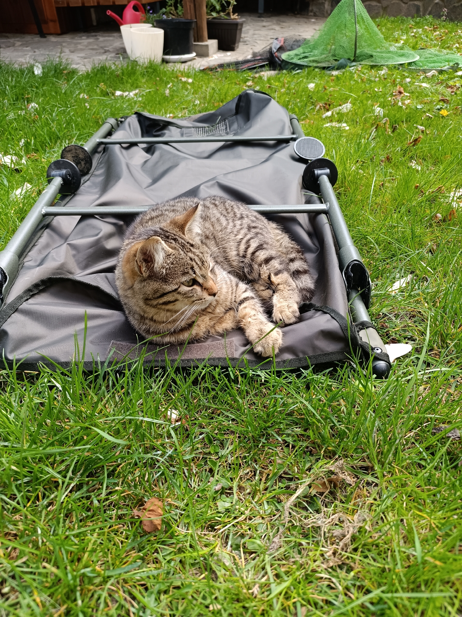 Tabby cat spotted resting in Septemvri Bulgaria yard