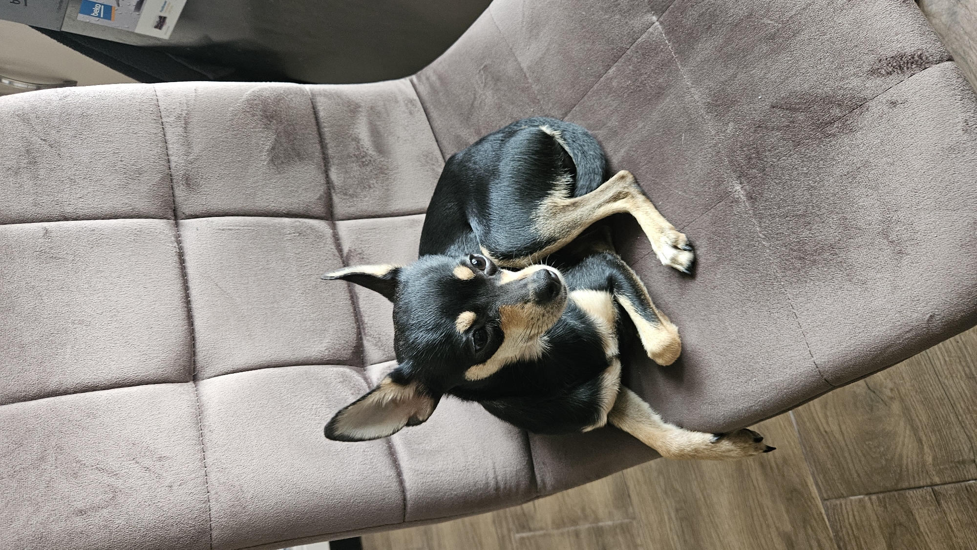 Chihuahua rests on brown chair in Bulgarian home