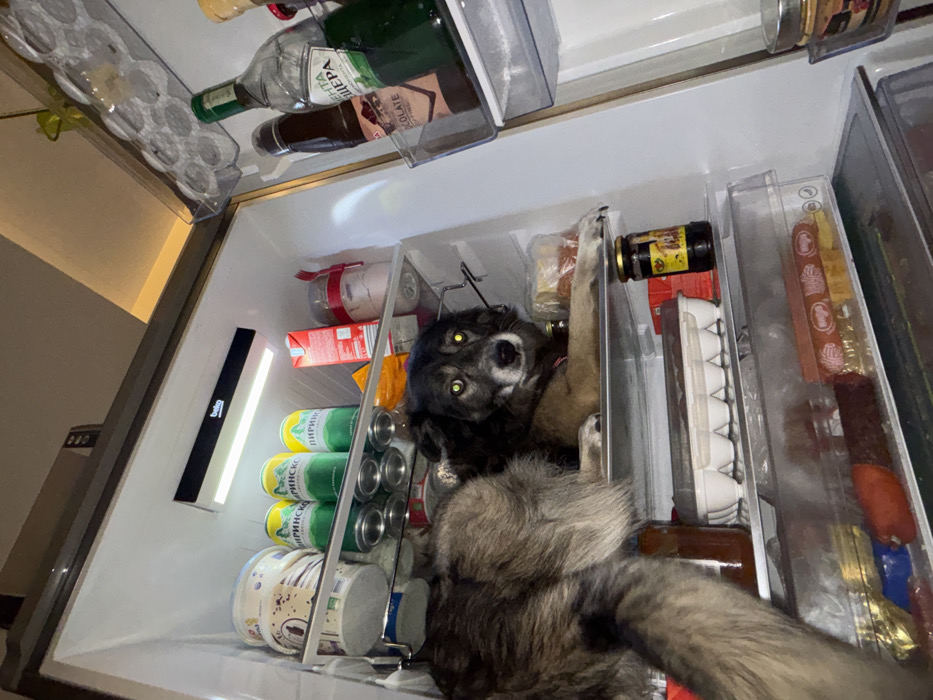 Pets found inside open refrigerator in Sofia home