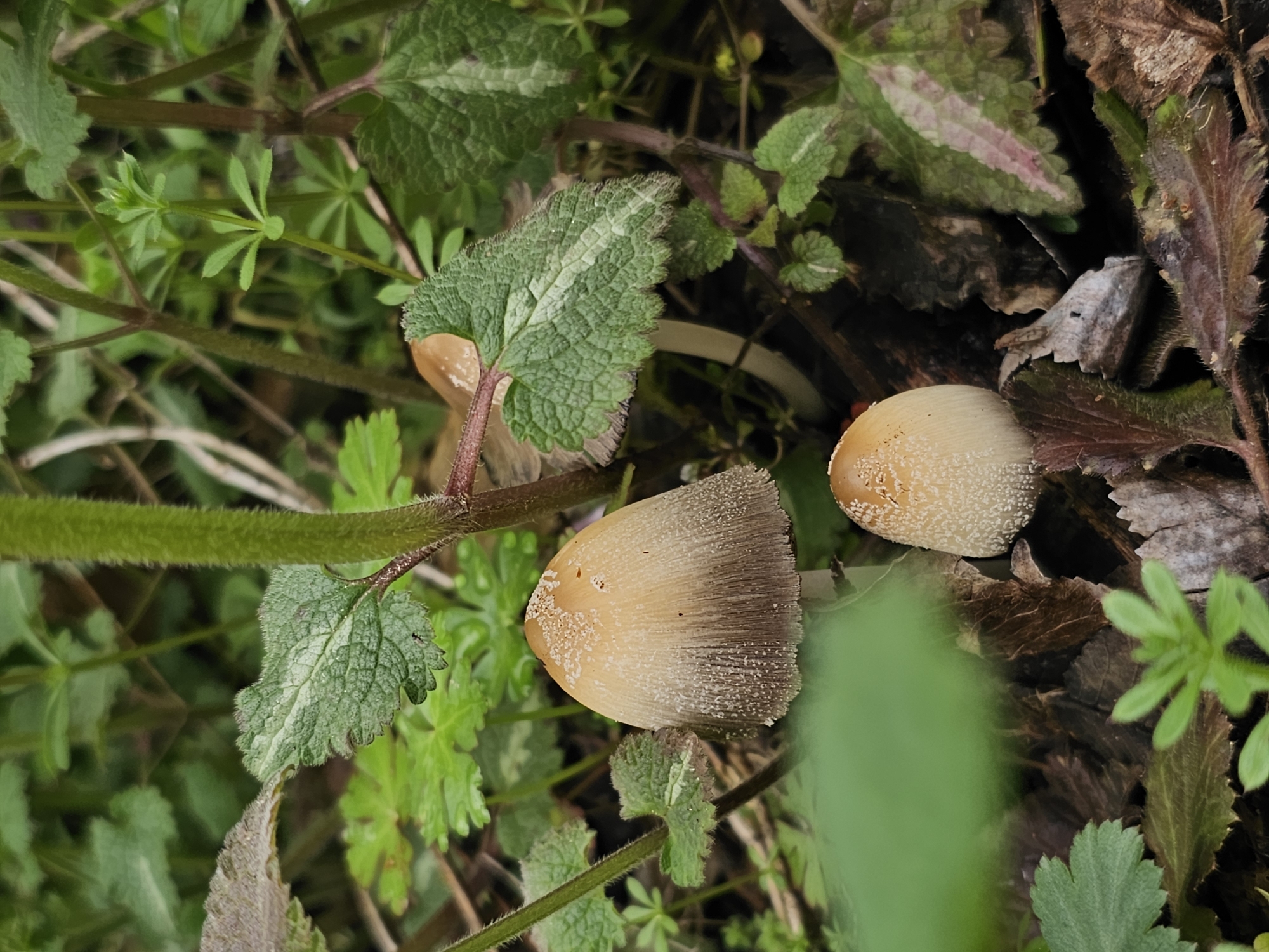 Mushroom foraging activity documented in Bulgarian woodland area