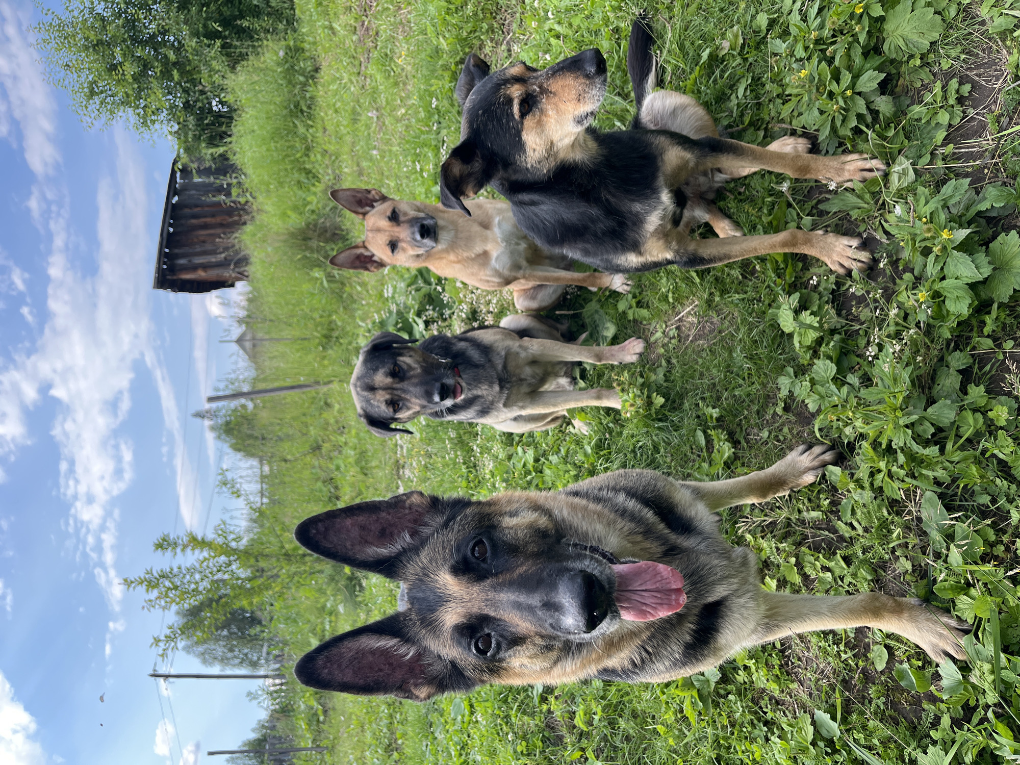 Dogs roaming a grassy field in Nizhny Tagil, Russia