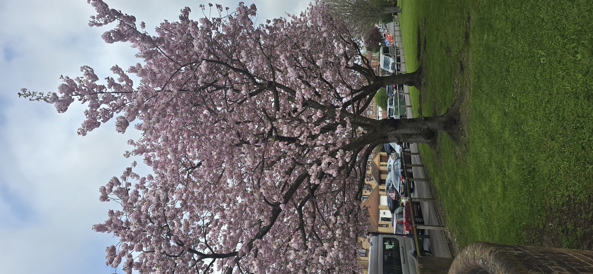 Pink blossoms bloom on London street scene