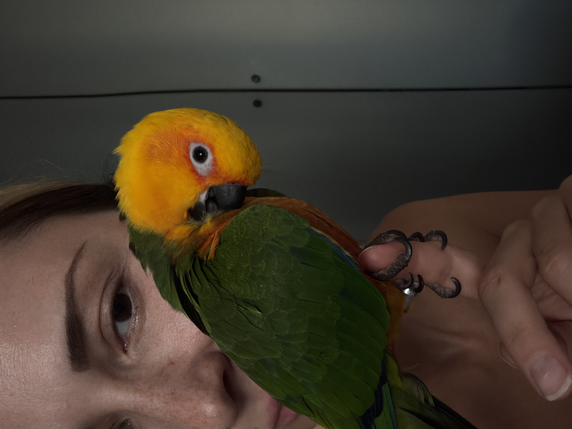 Sun conure, chinchilla, and slime in a Khimki home