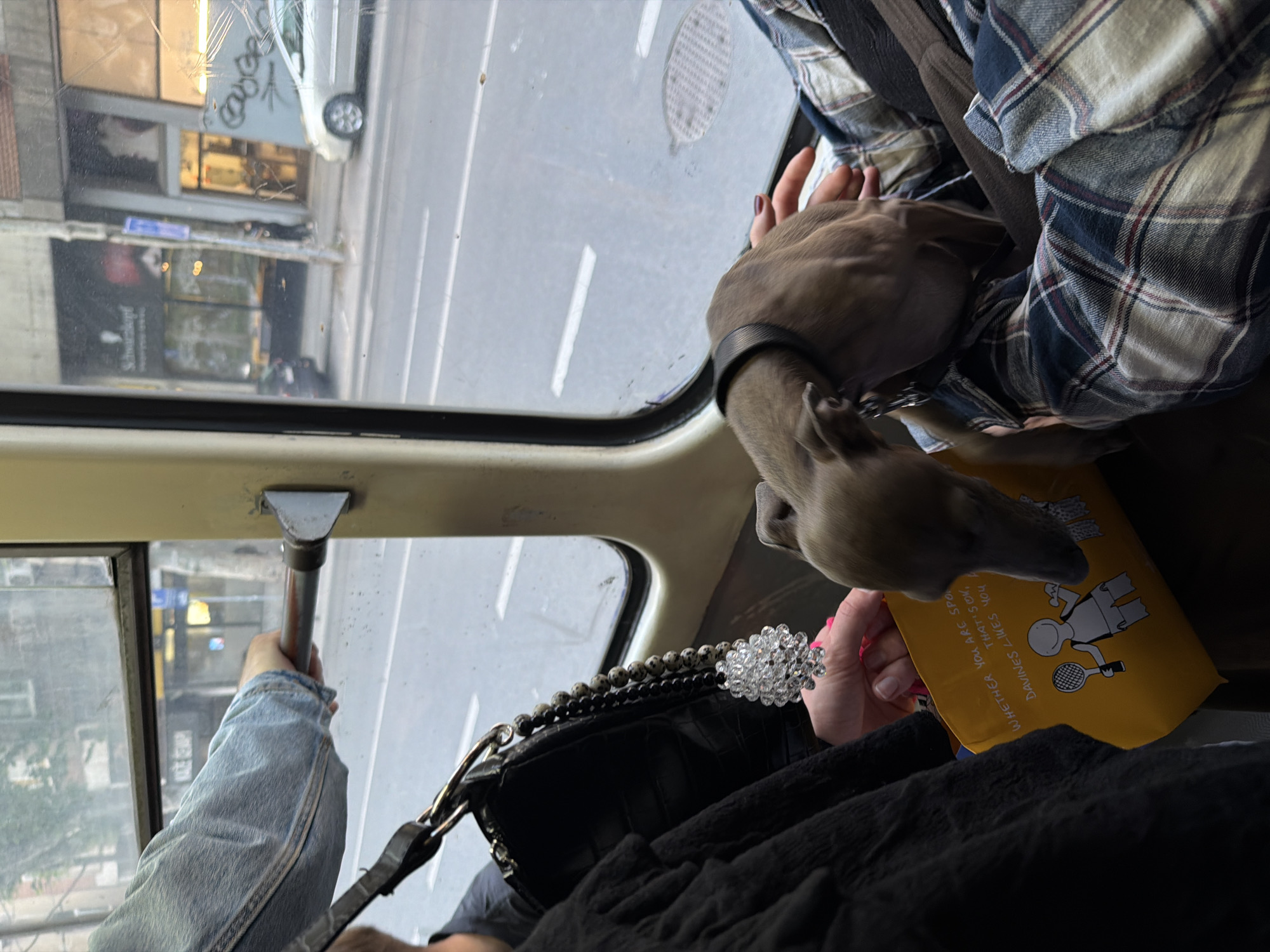 Italian Greyhounds ride public transit in Belgrade suburb