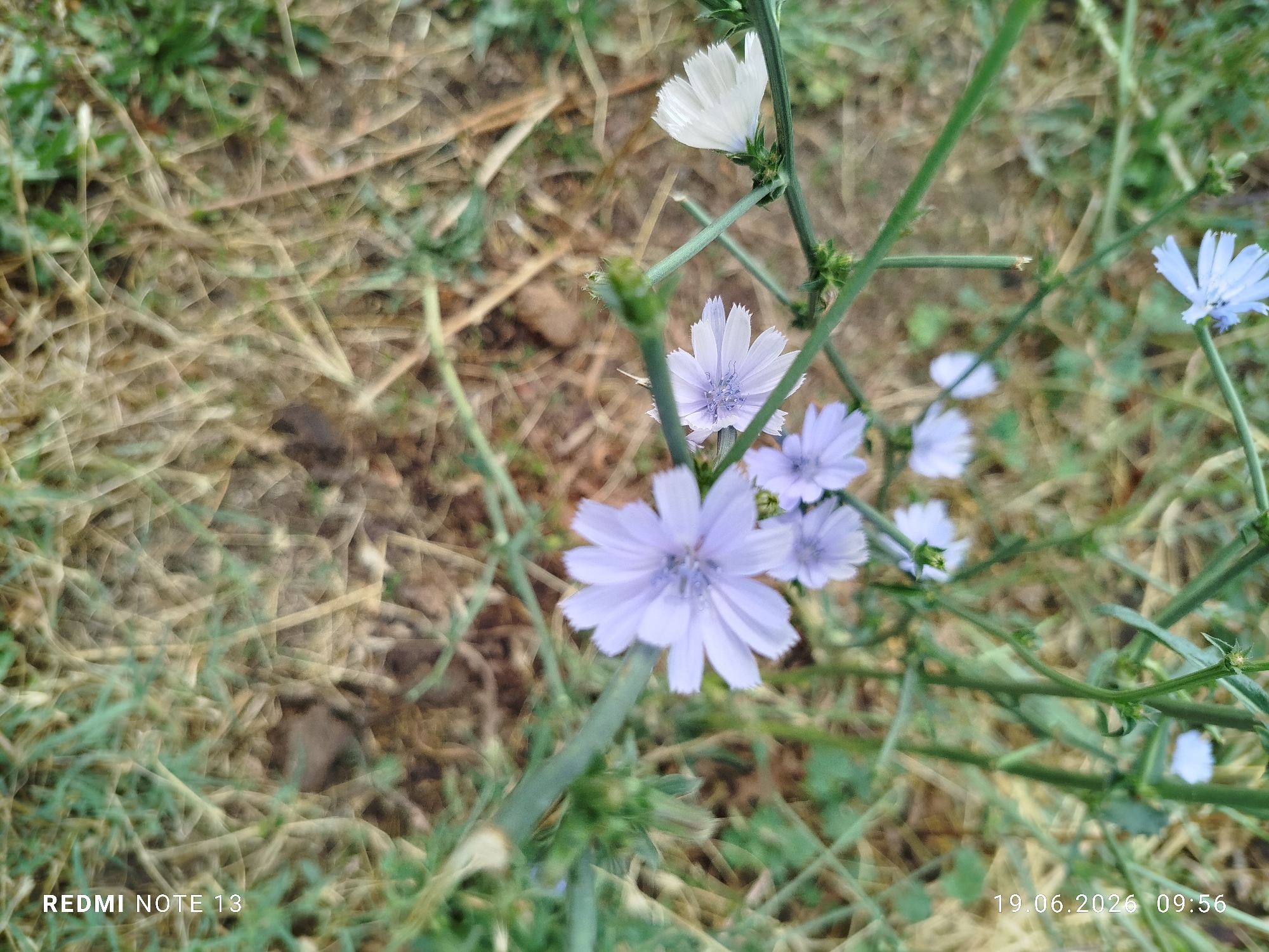 Wildflowers, cherries, and worn walls in rural Kyrgyzstan