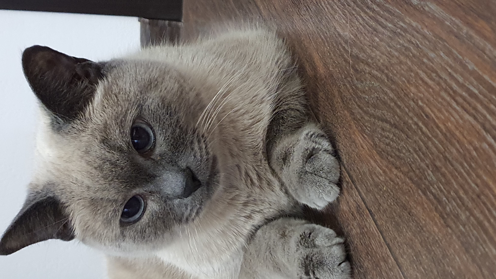 Siamese-mix cat lounging on a wooden floor in Krasnoyarsk