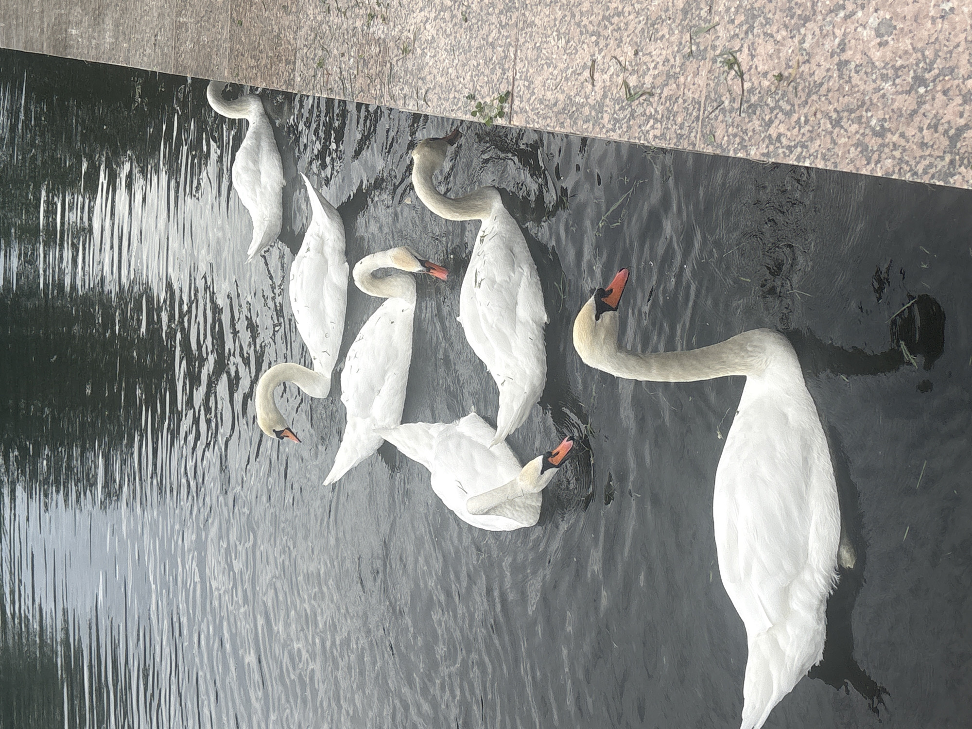 Swans draw a crowd at Astrakhan waterfront on summer afternoon