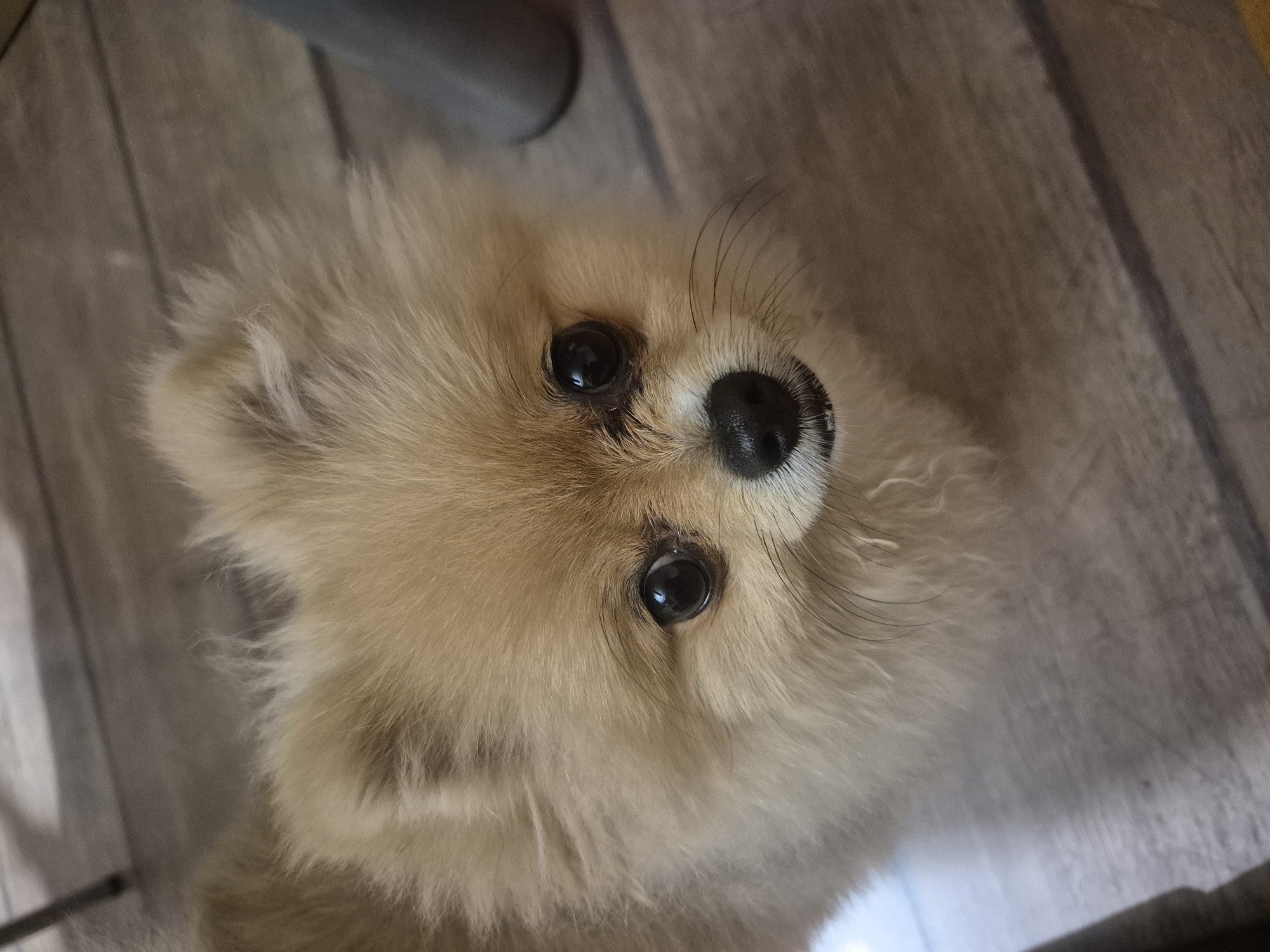 Pomeranian, popcorn, and Bulgarian souvenirs on a Burgas evening