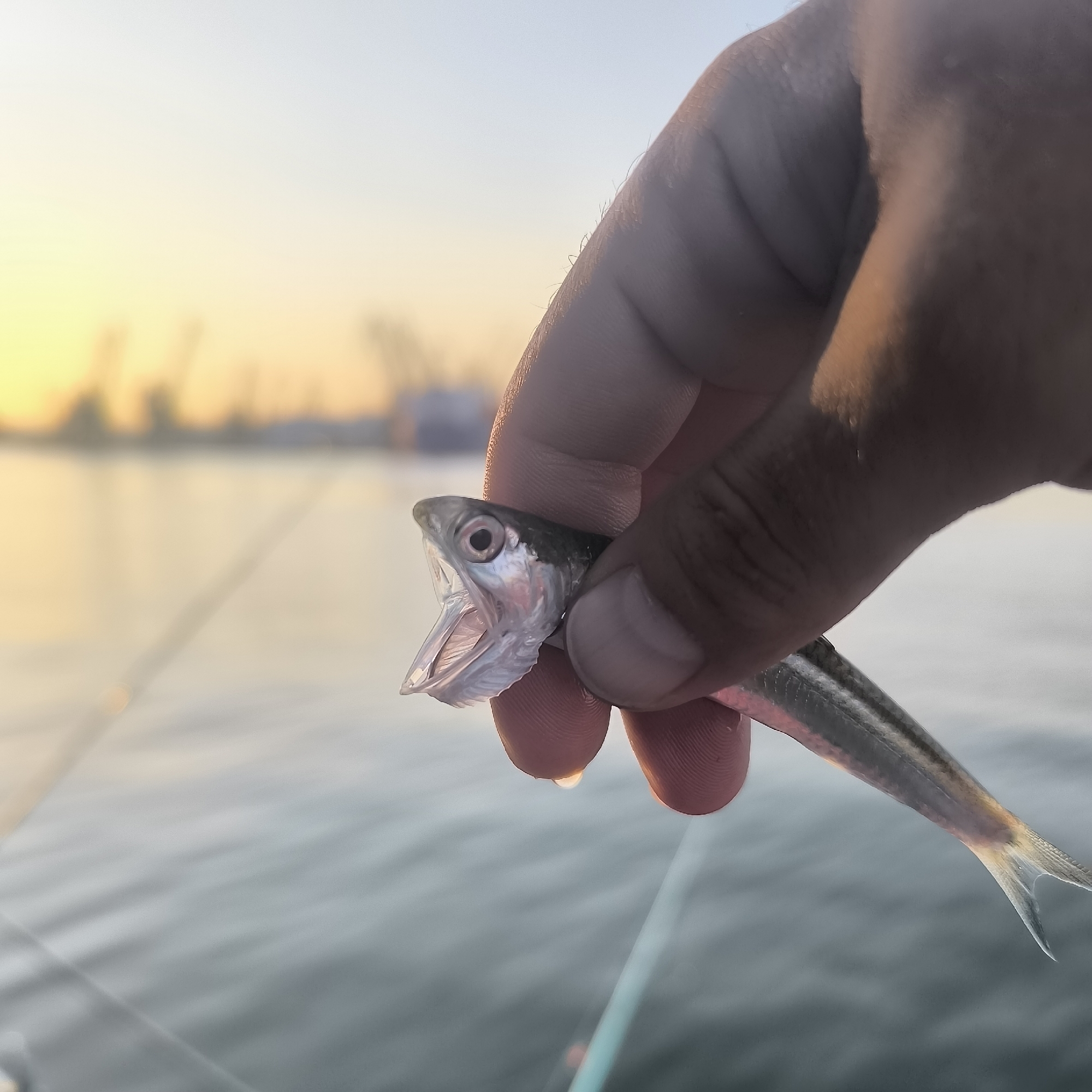 Fresh catch and golden sunset at Varna harbor