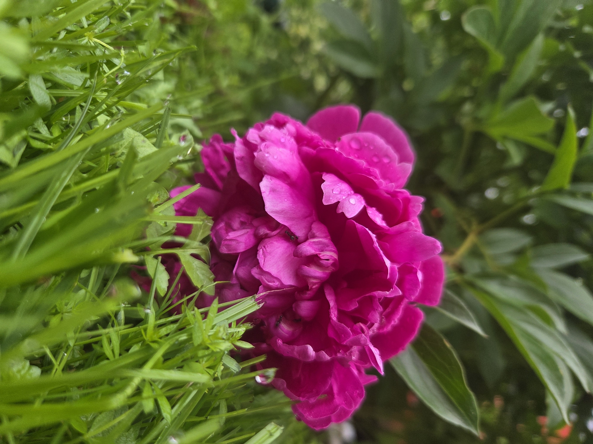 Garden morning in Frolovo: flowers, berries, and breakfast