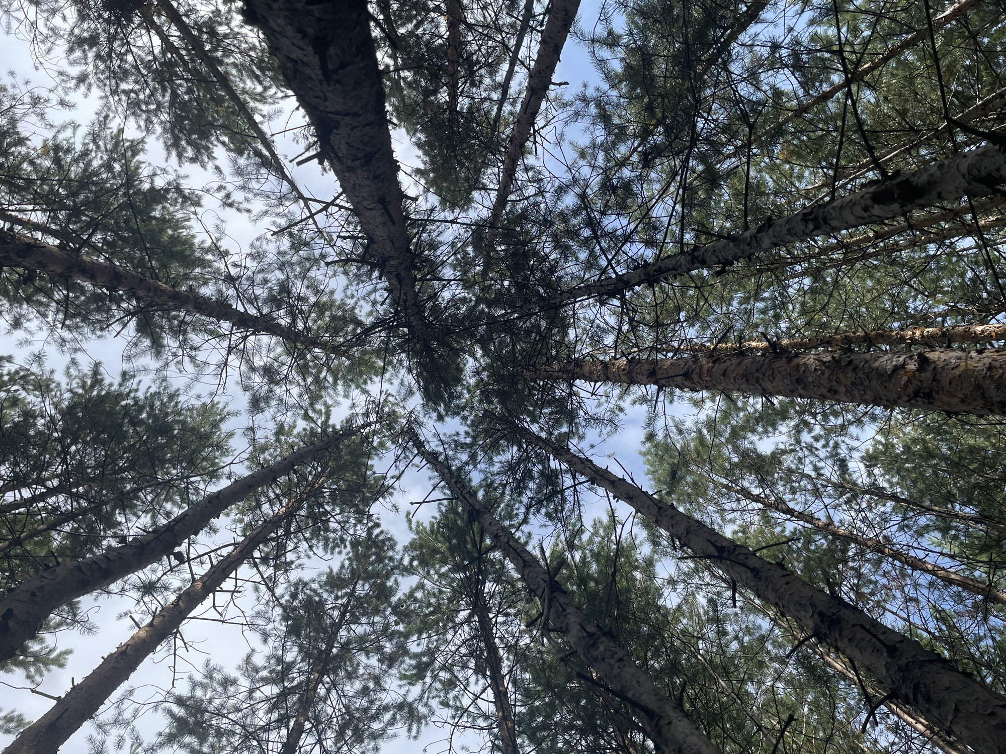 Close-up foraging through a Siberian pine forest in late summer