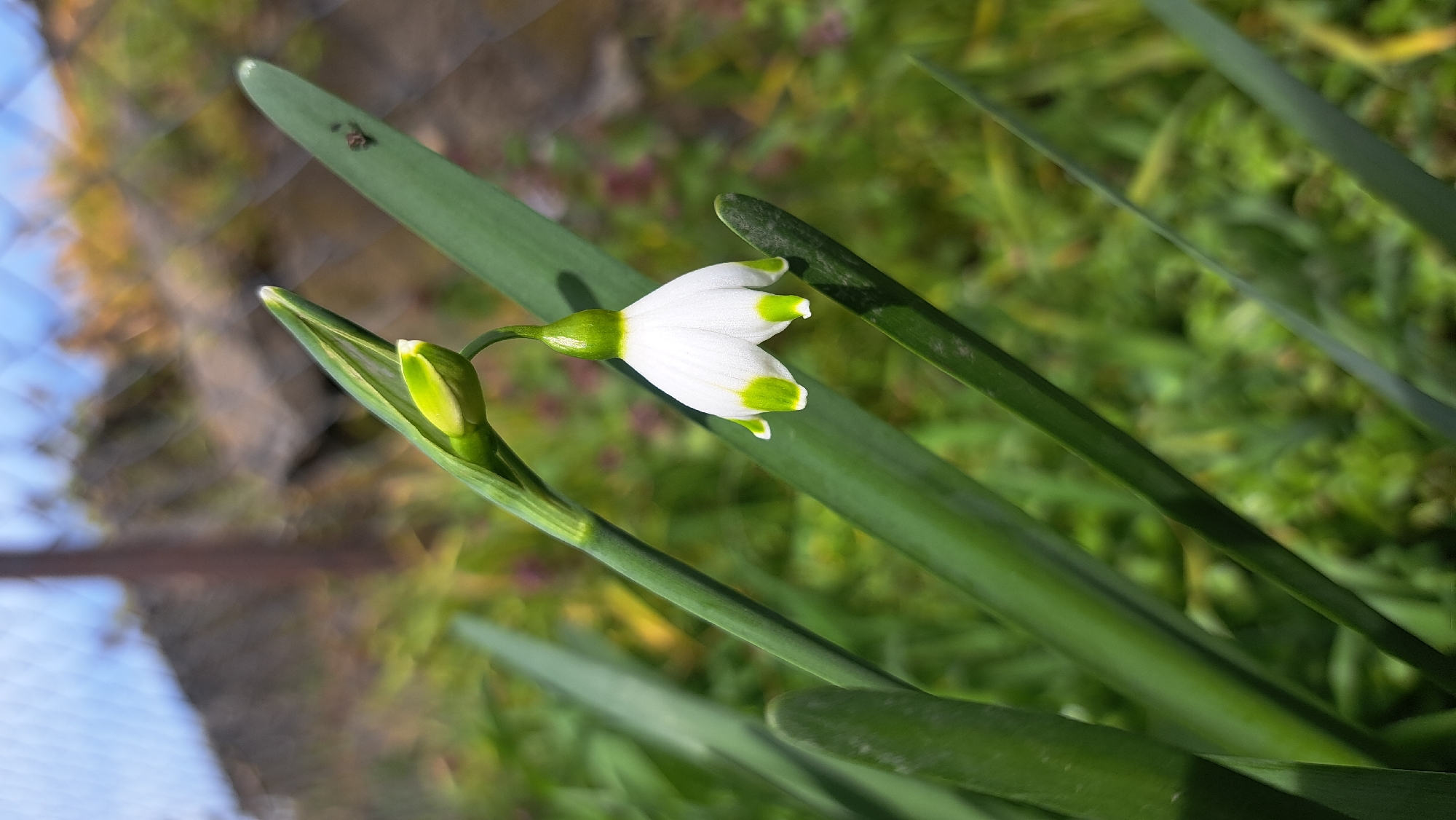 Garden chickens forage among spring flowers captured by witnesses