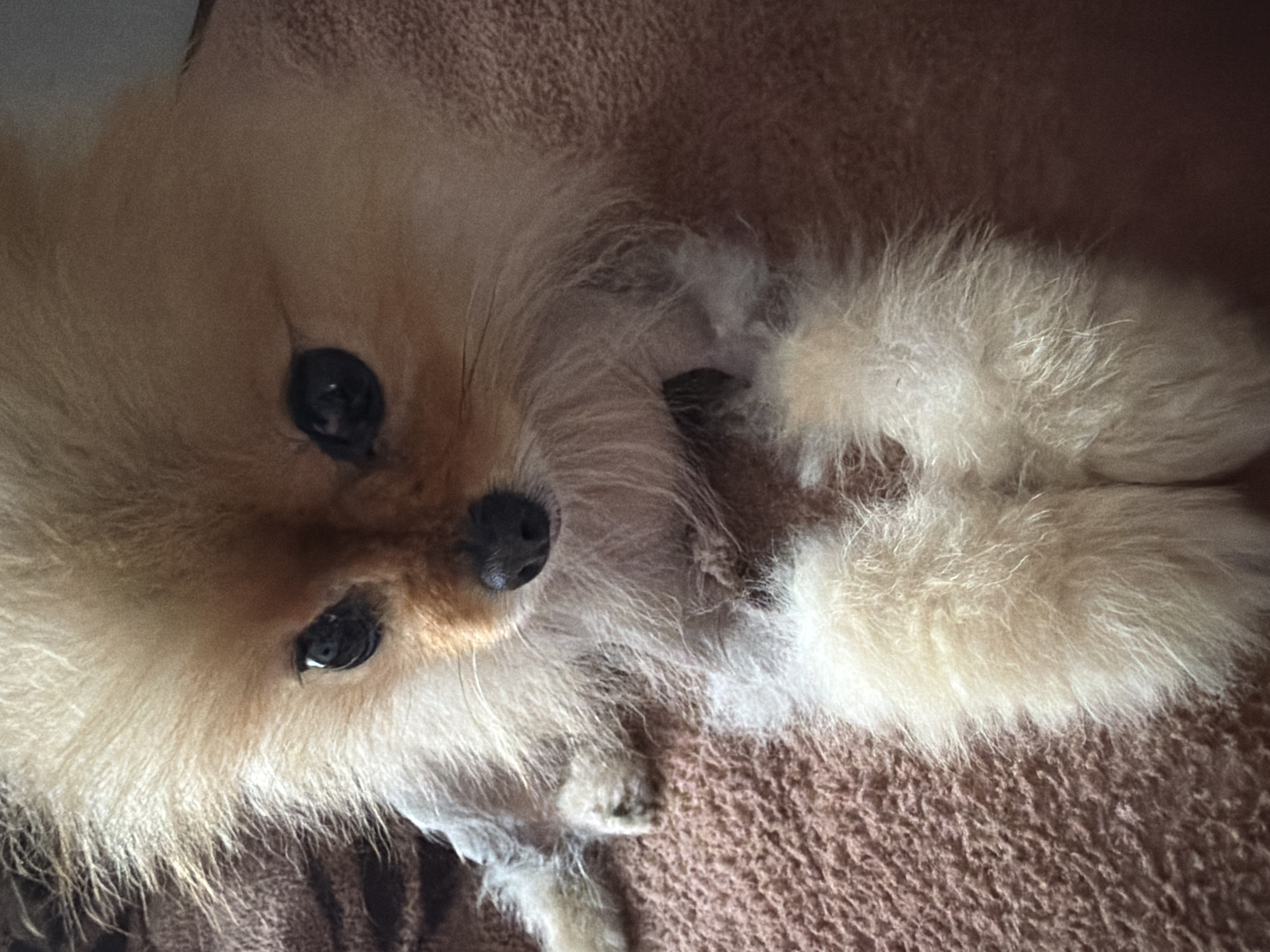Pomeranian dog documented in afternoon photo session with accessories
