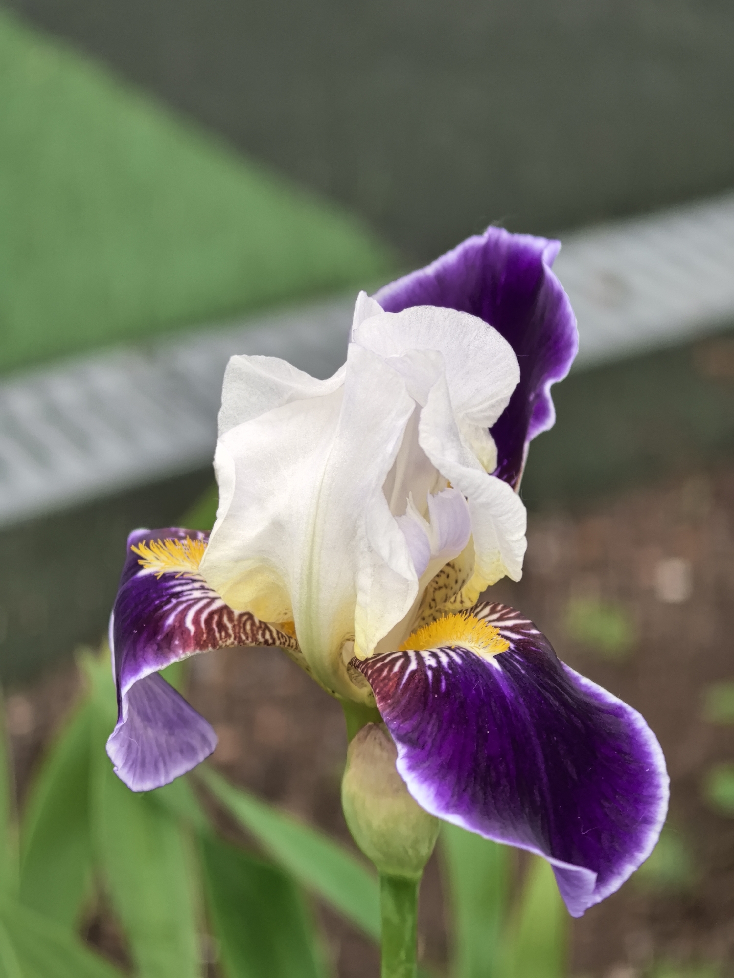 Iris flower blooms in Perm, Russia